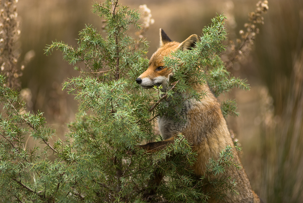 Fox and Juniper