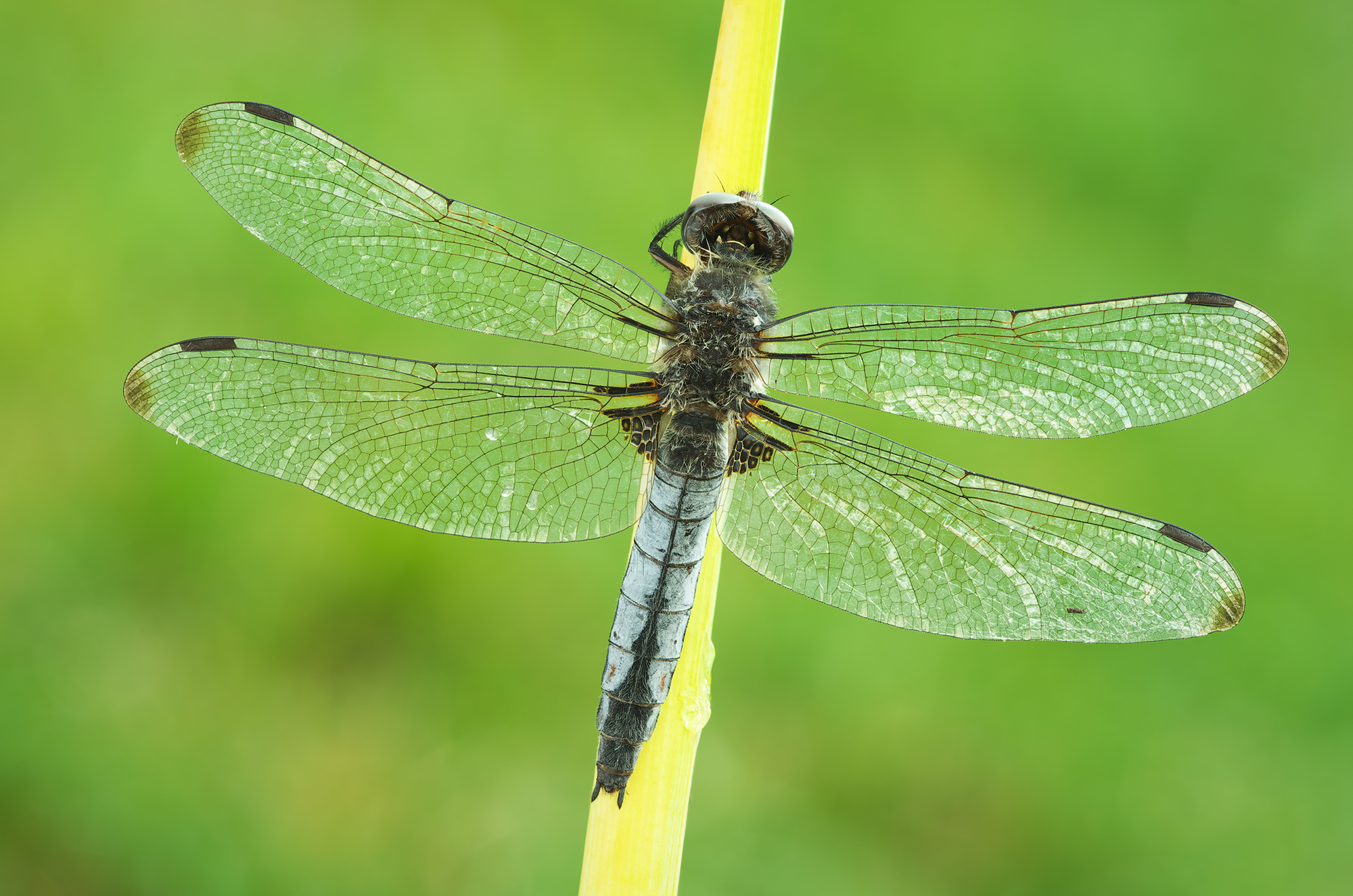 Lo scarso inseguitore (Libellula fulva)