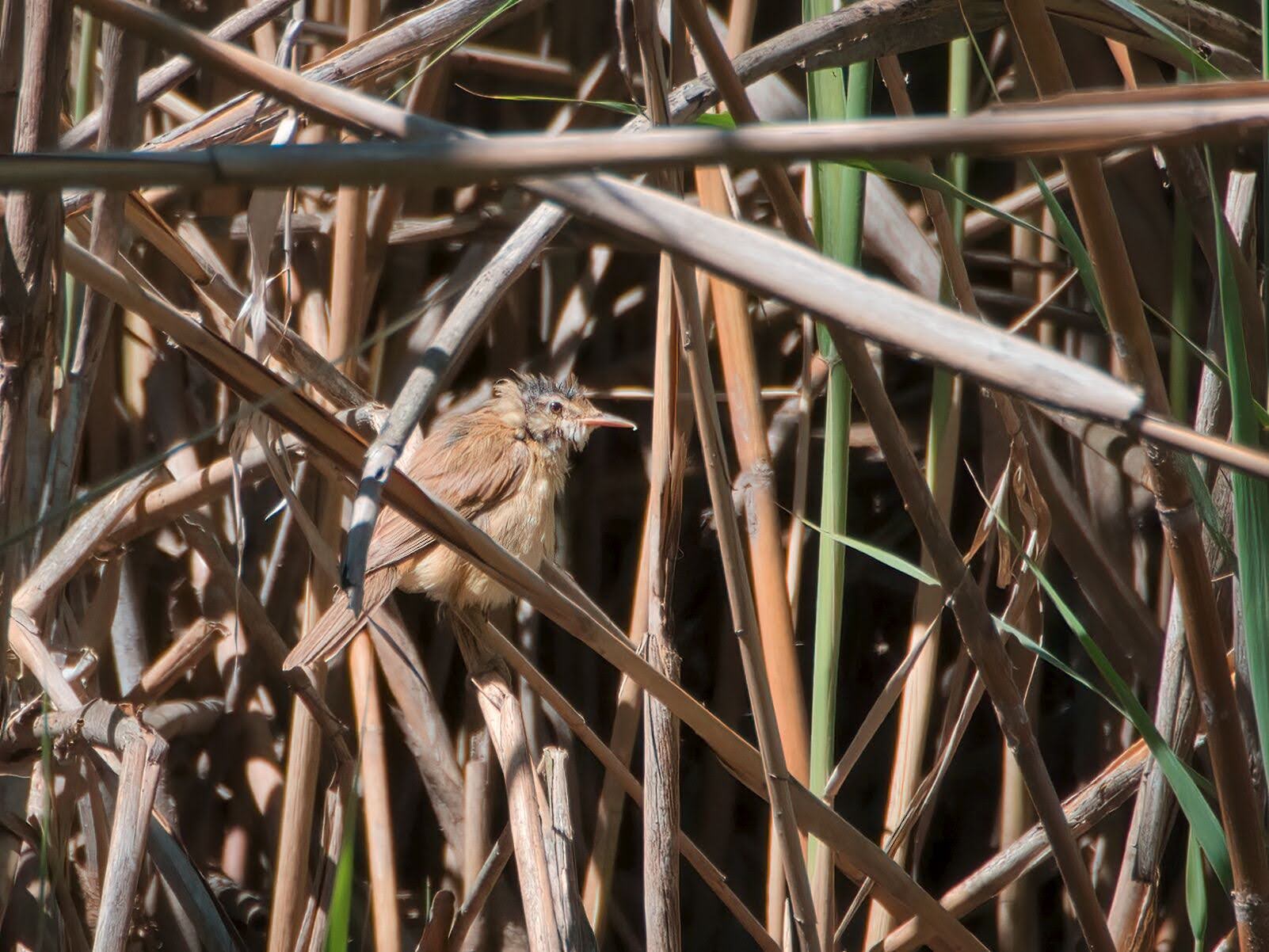 Cannareccione or Cannaiola Juv ?