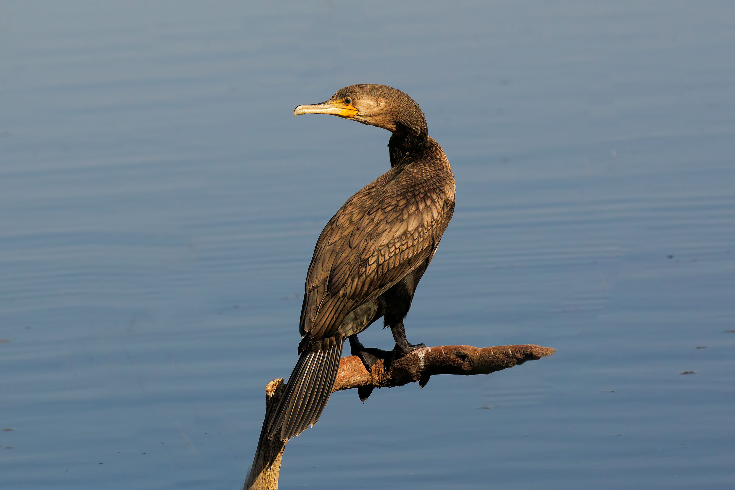 cormorant in