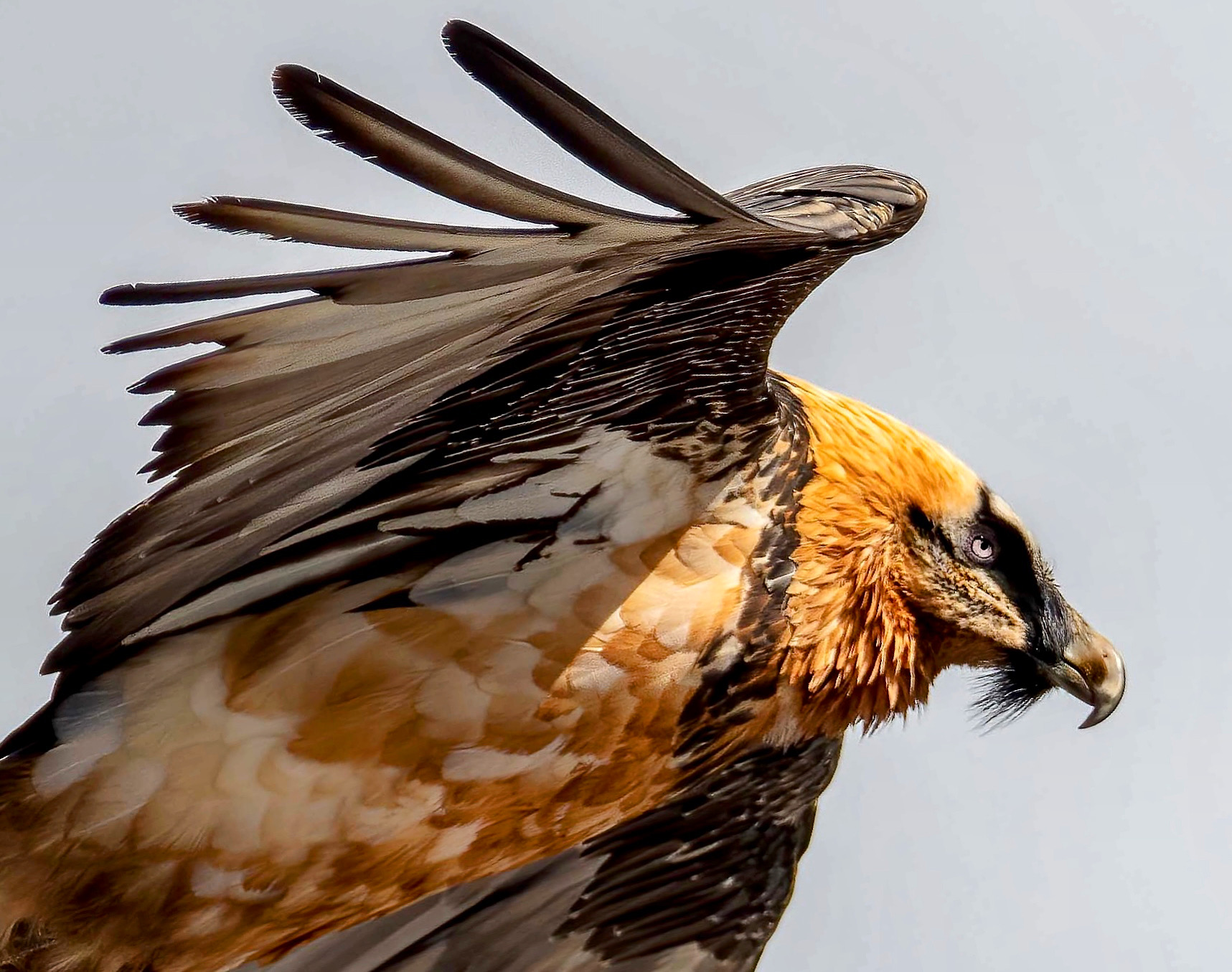 Bearded Vulture