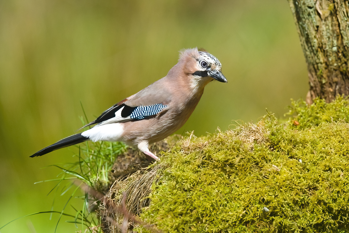 Jay