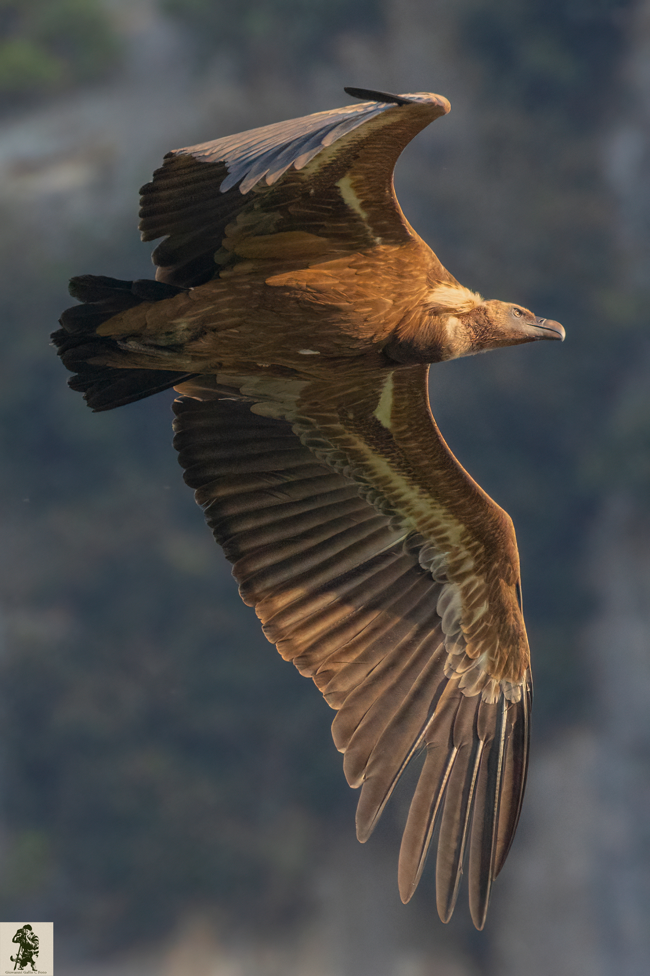 Griffon vulture