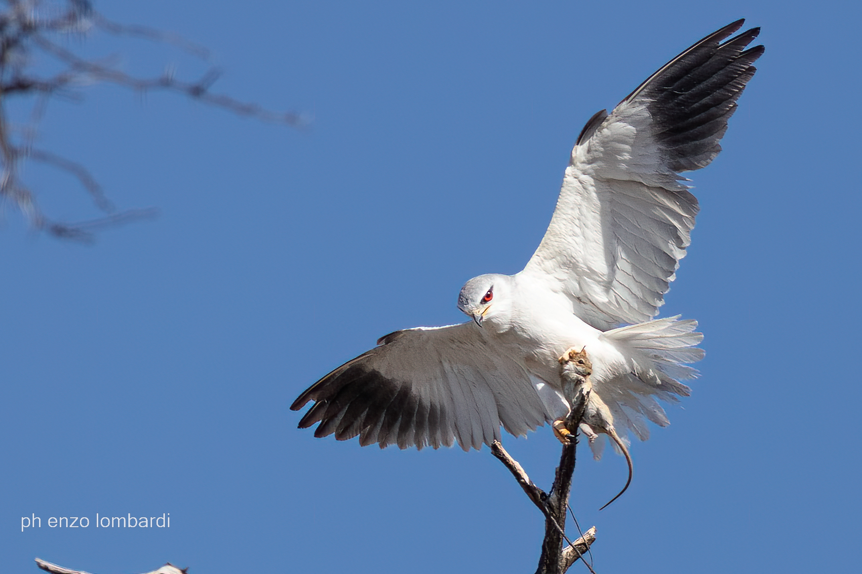 Black winged kite
