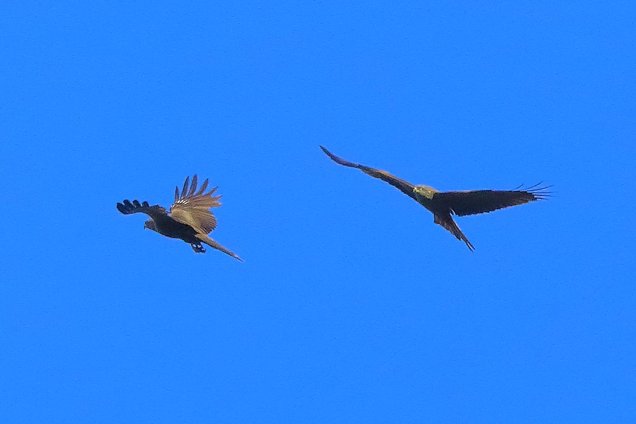 Nibbio bruno 07-06-2022