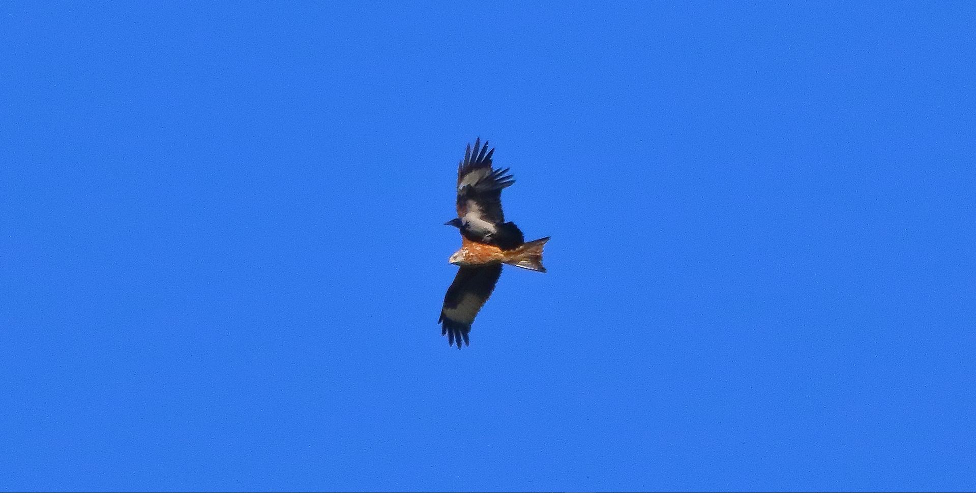 Nibbio reale 23-10-2021