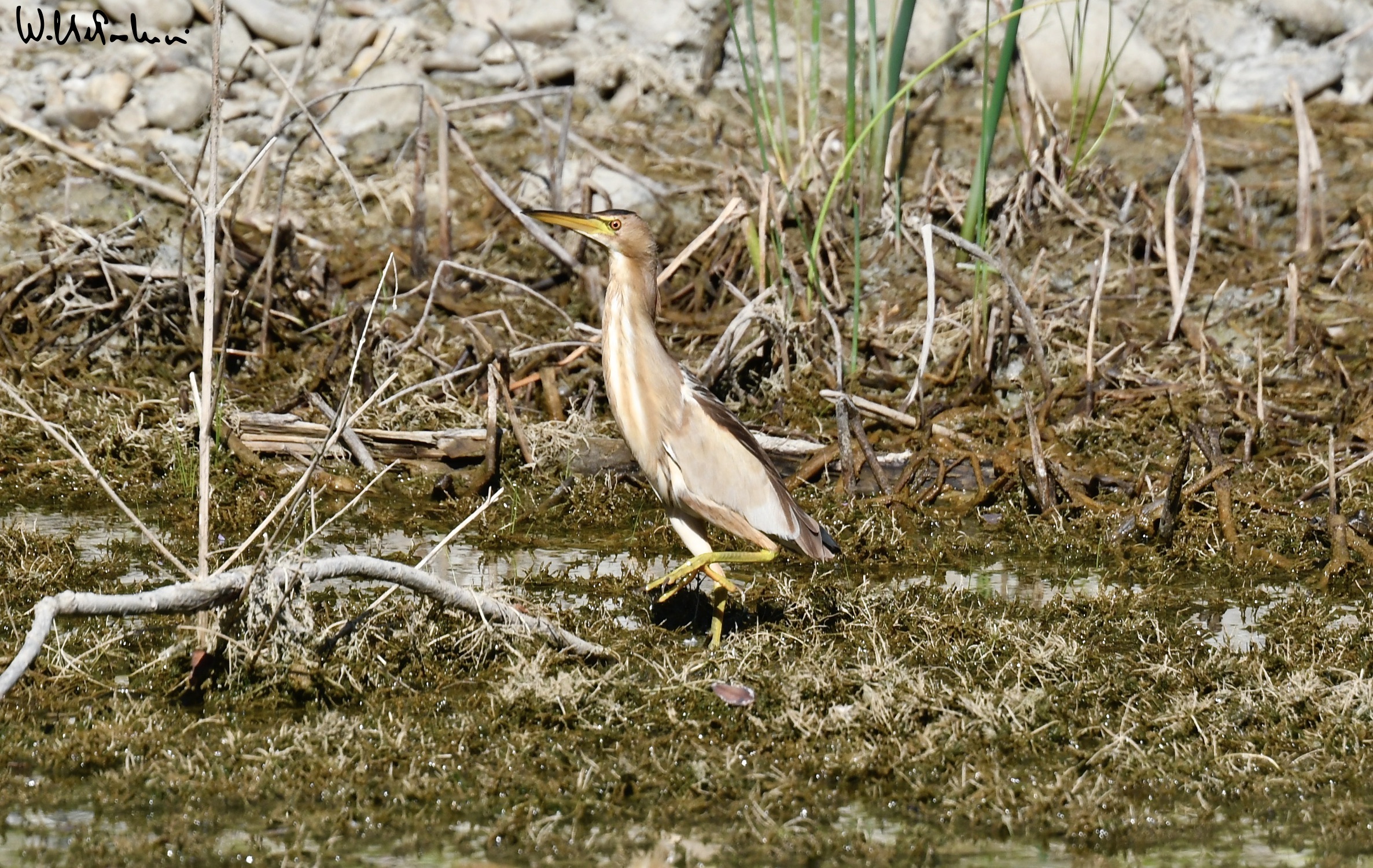 Adult bittern female