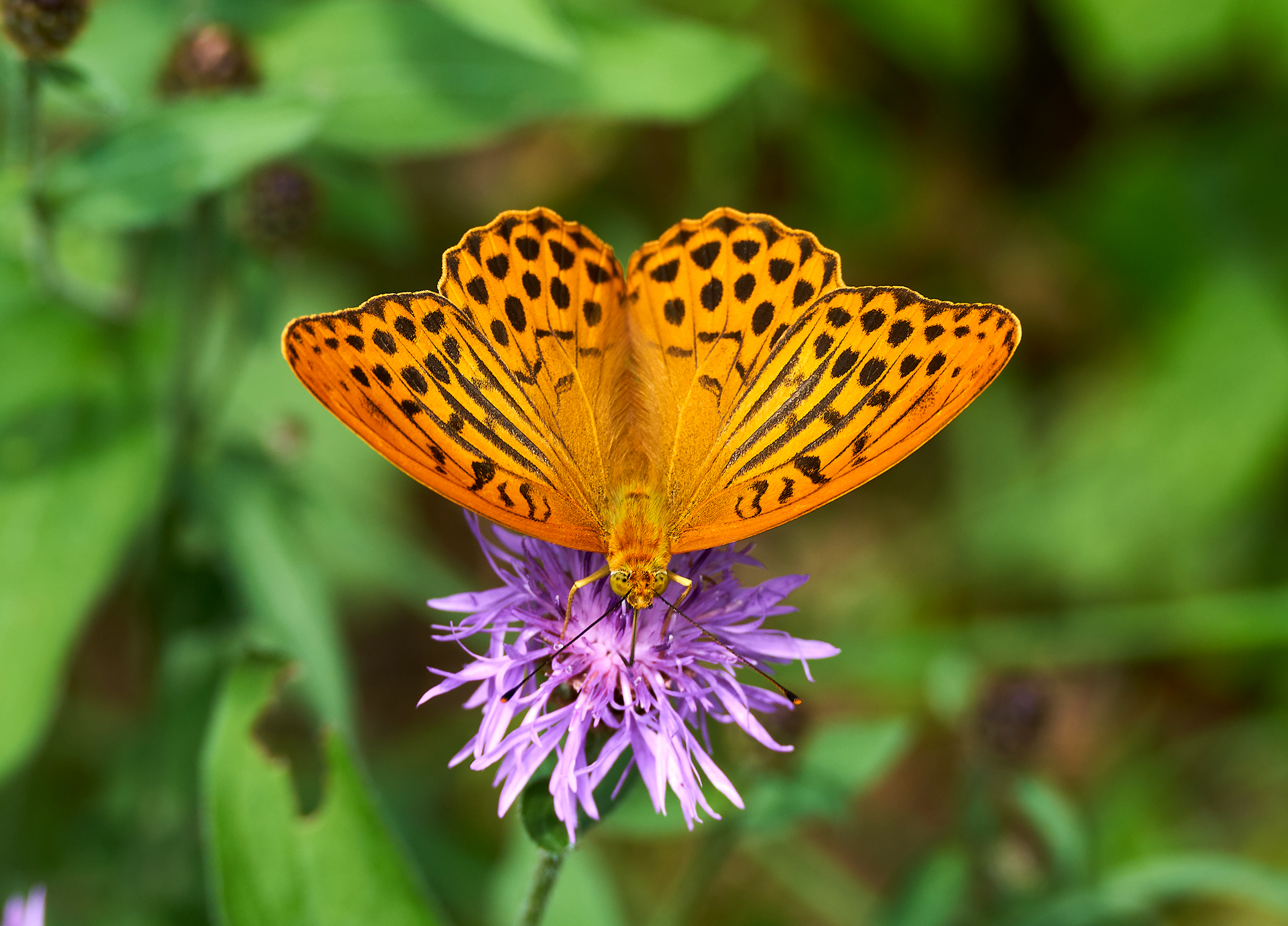 Argynnis paphia