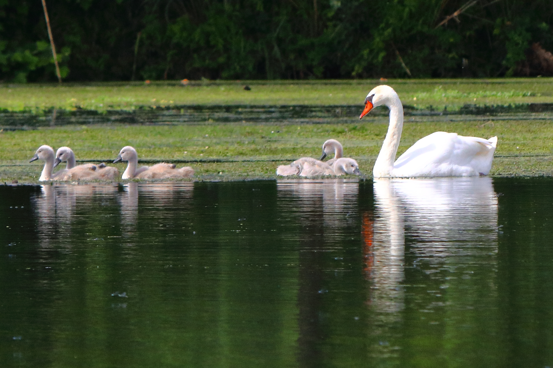 Swan Family