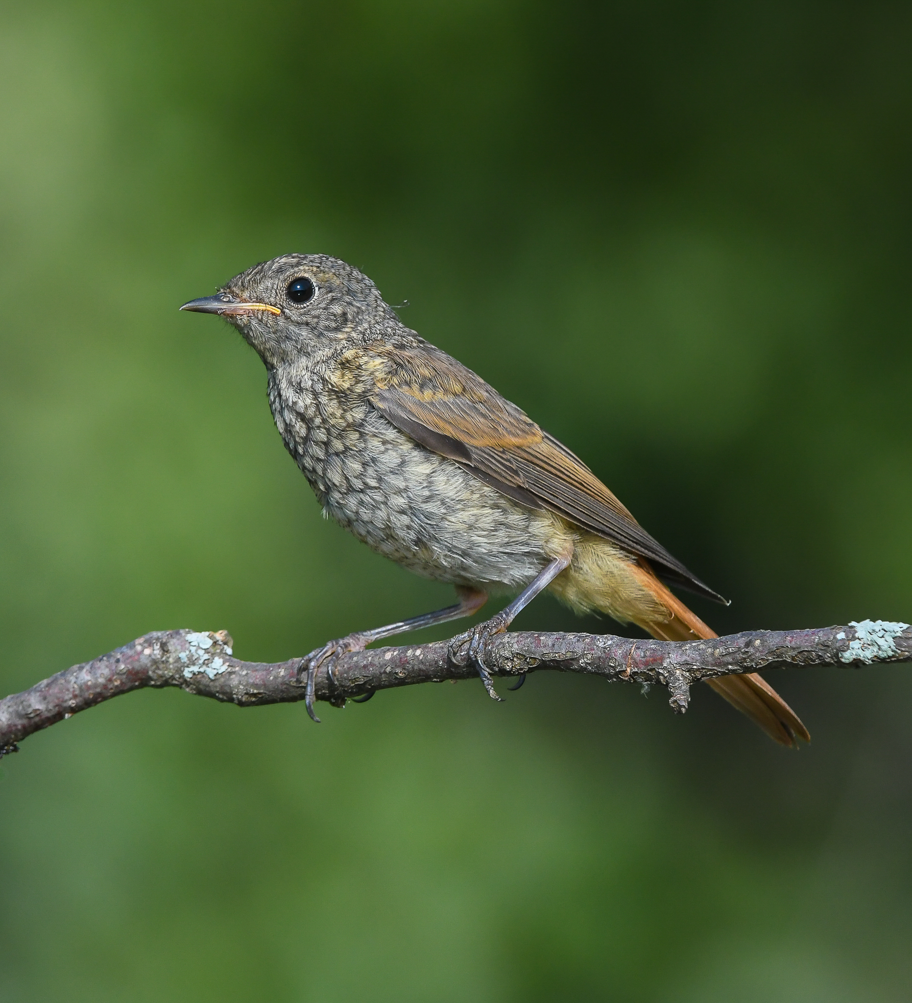 Giovane codirosso in posa