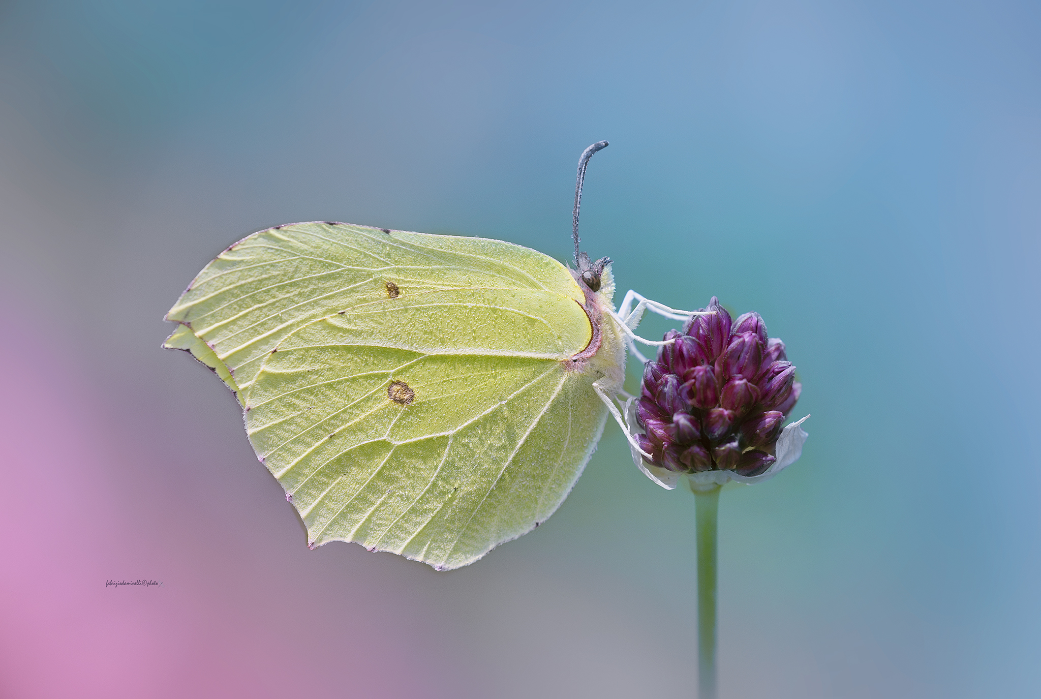 Cedar - Gonepteryx rhamni