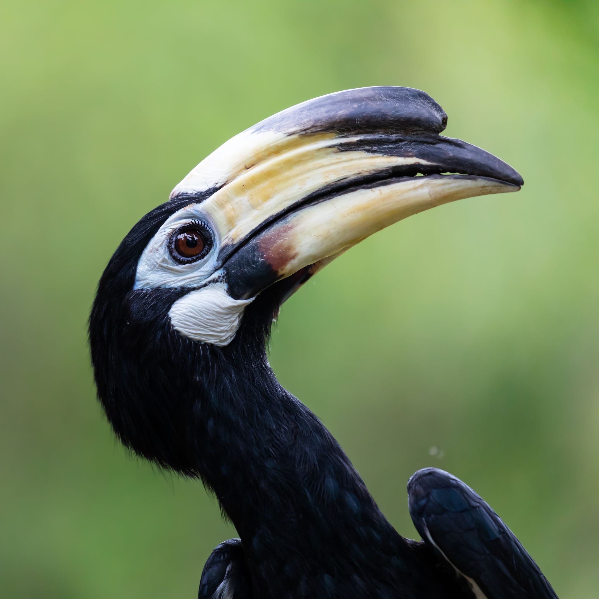 Bucero Bianconero Orientale