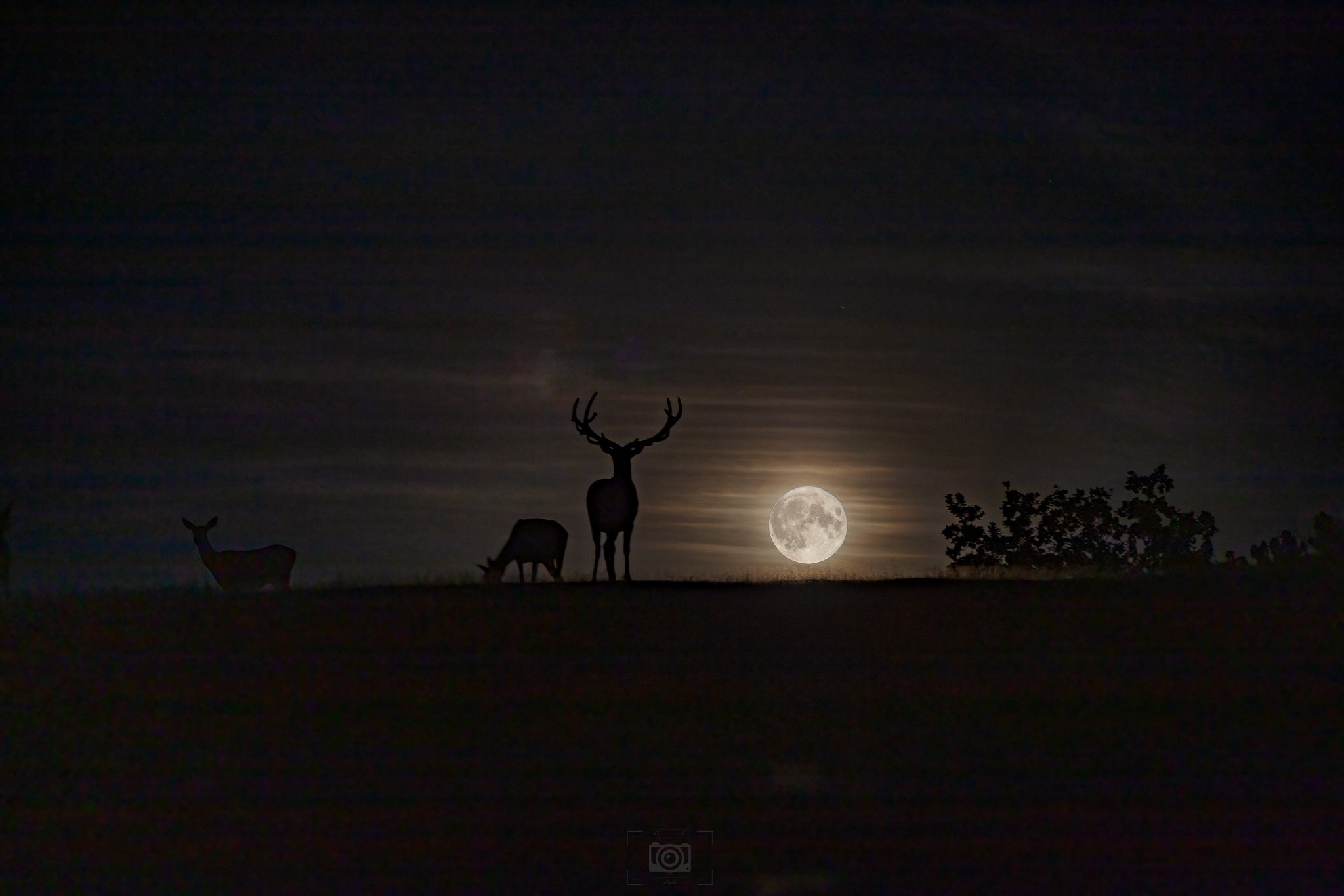 Deer Moon