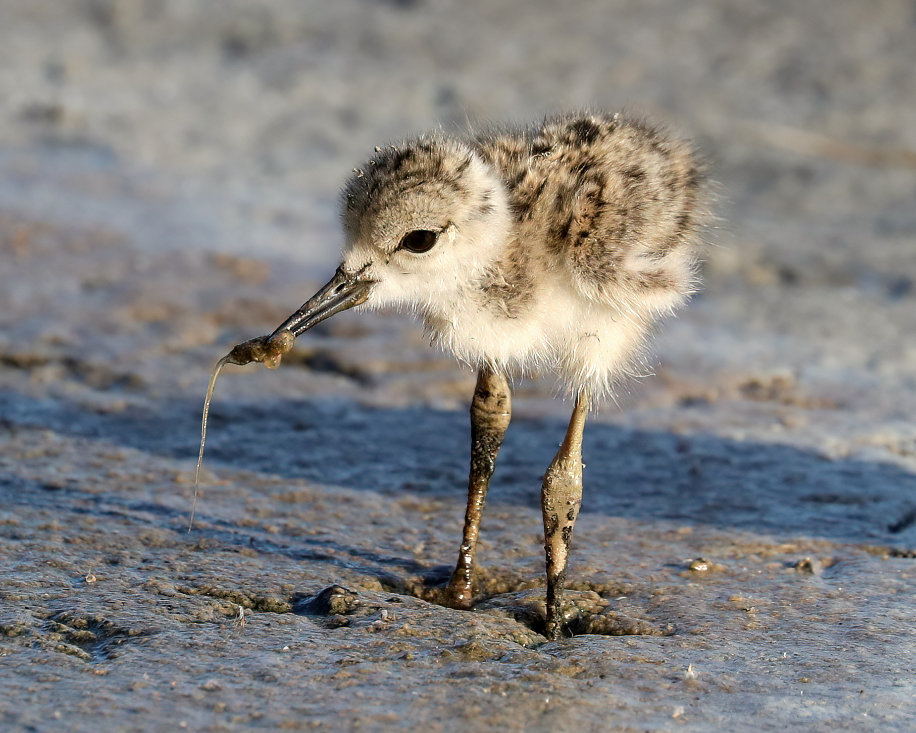 Pullo of Cavaliere d'Italia