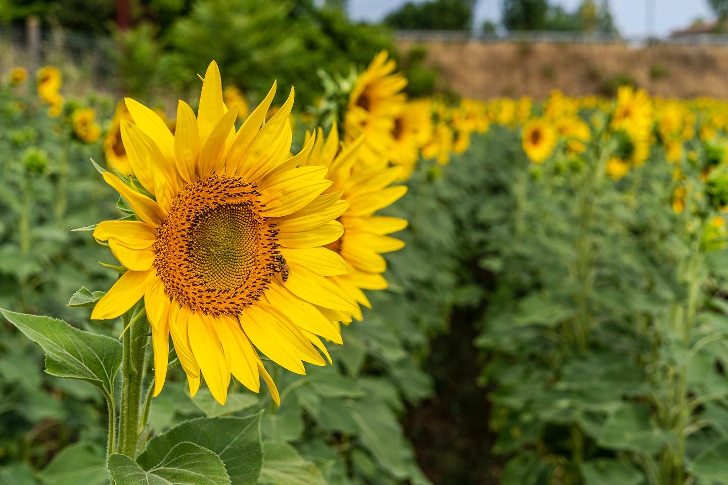 Girasoli