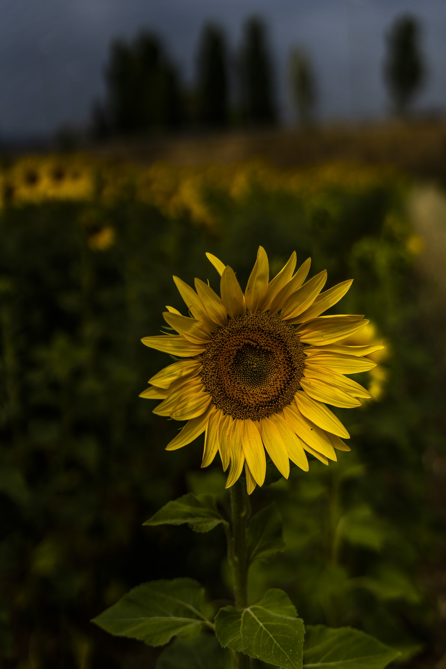 Girasoli