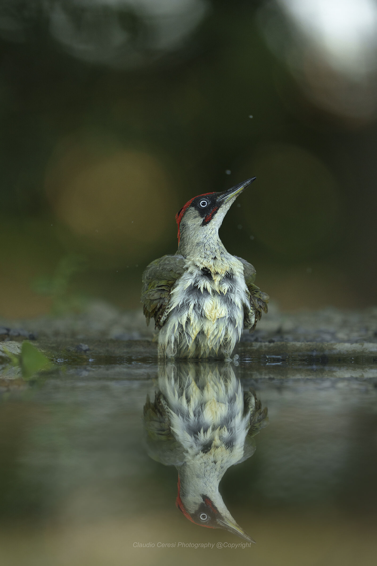 al capanno Massumatico