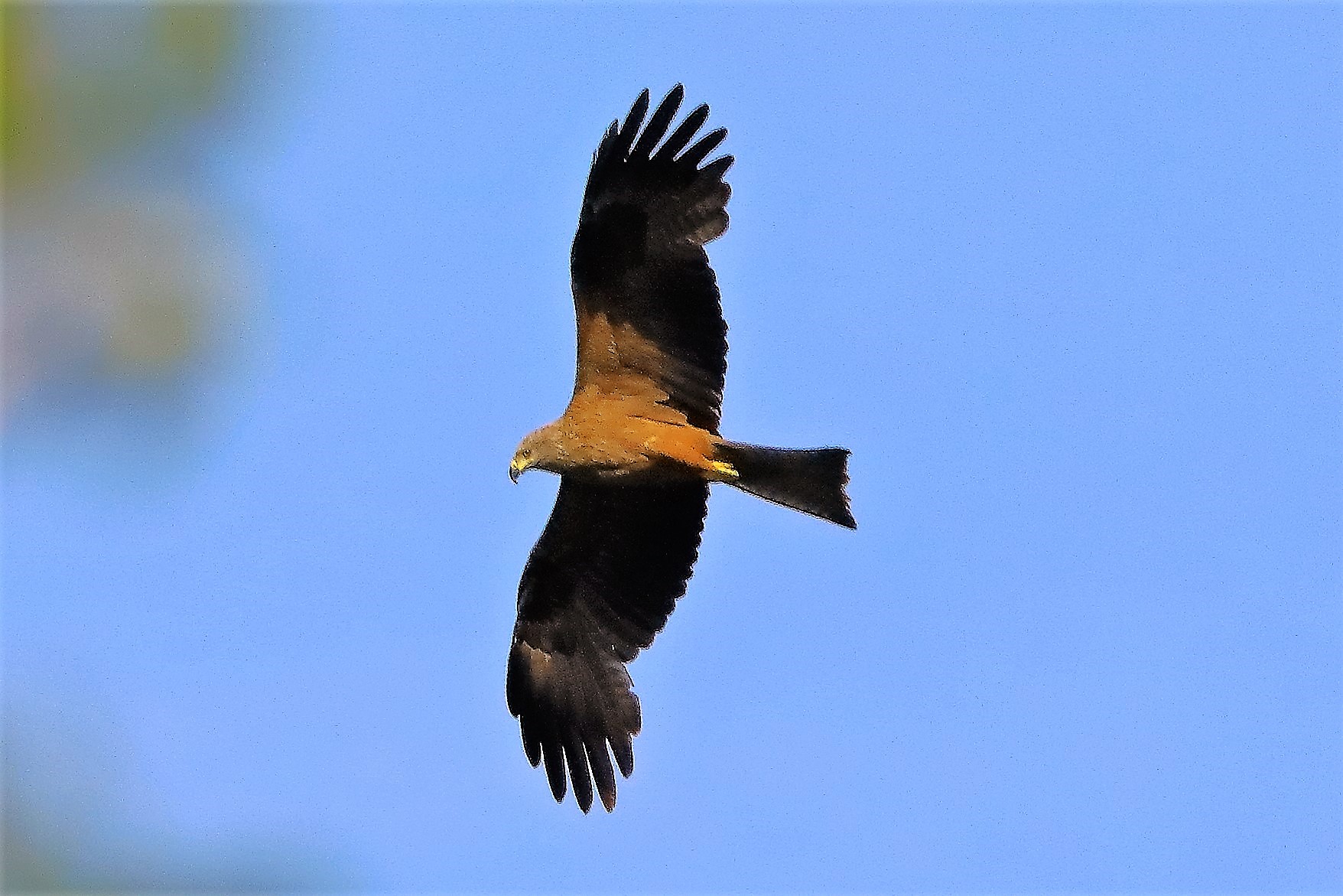 Nibbio bruno 06-06-2022