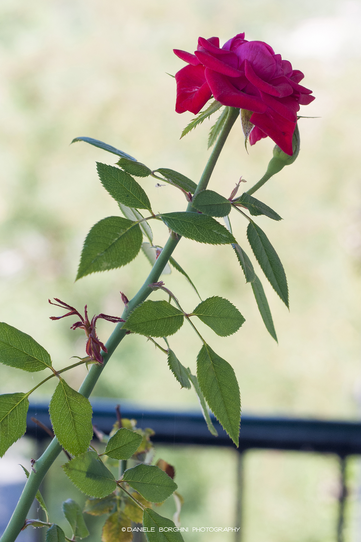 Pink on the balcony