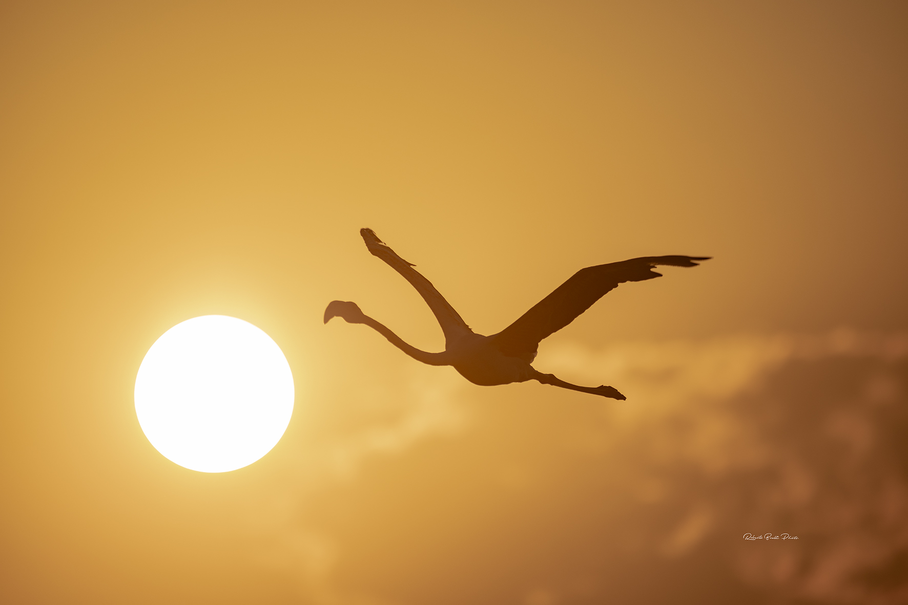 Flamingo at sunset. Salt pans of Cervia.