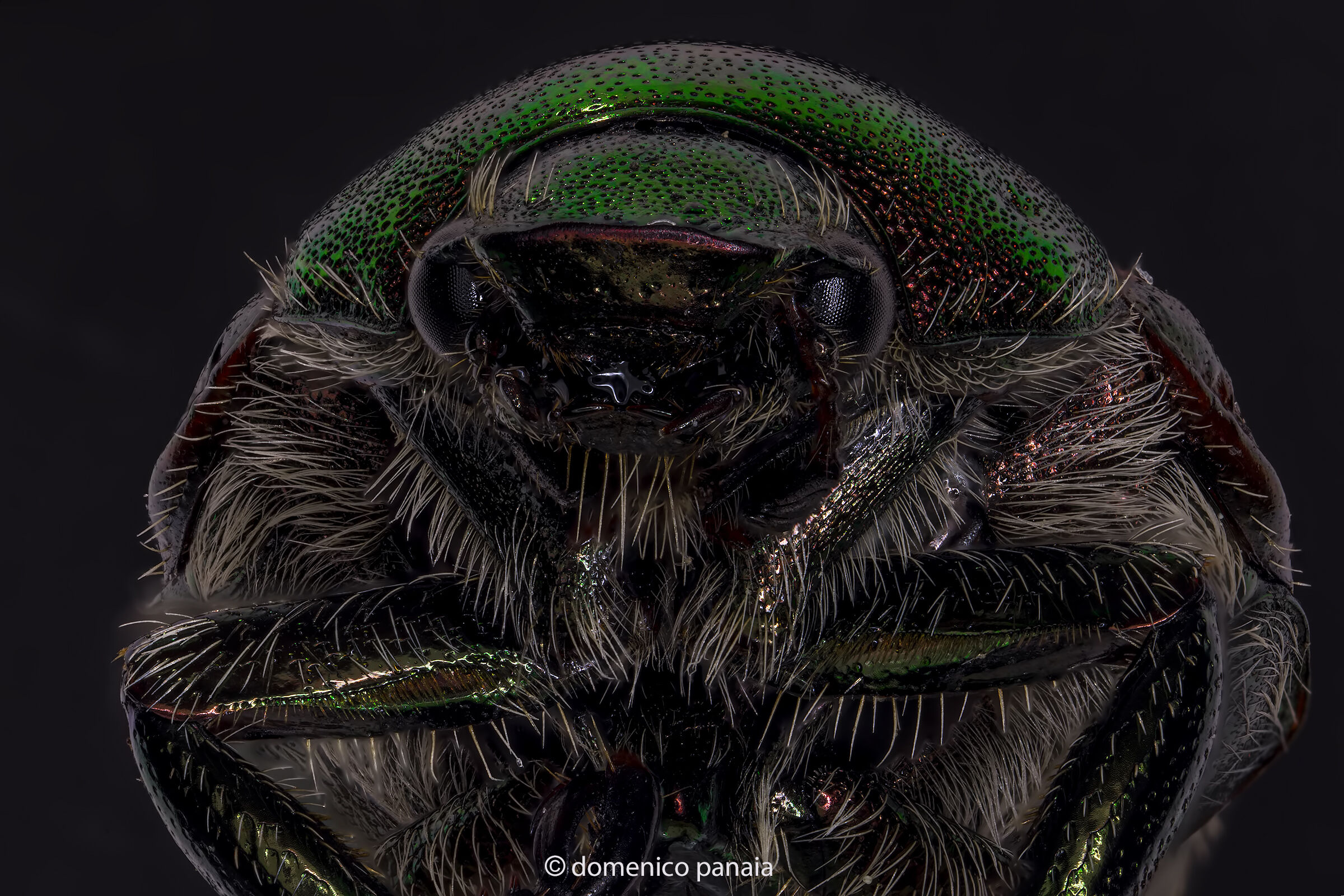 Popillia japonica