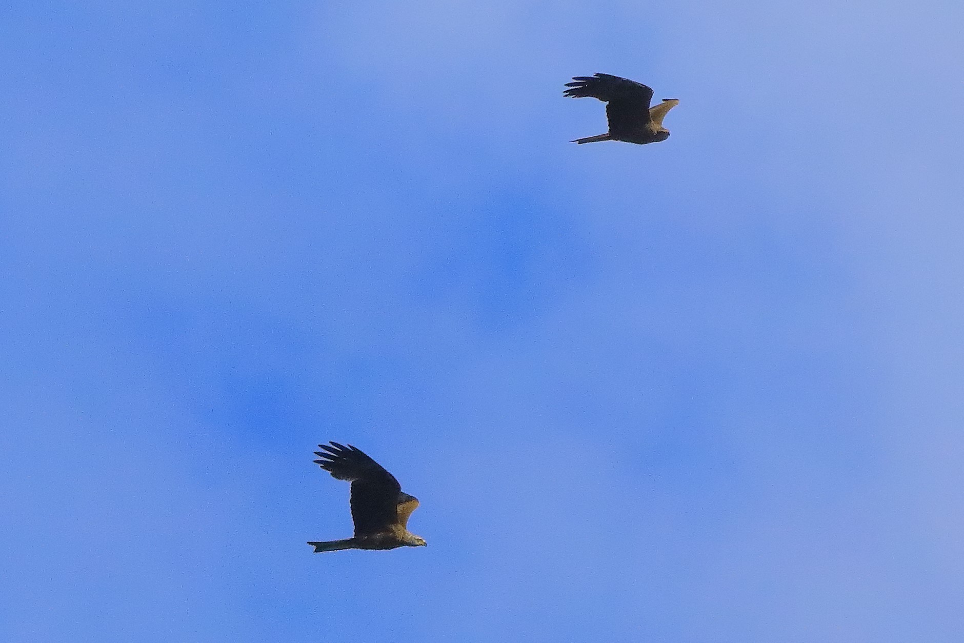 Nibbio bruno 07-06-2022