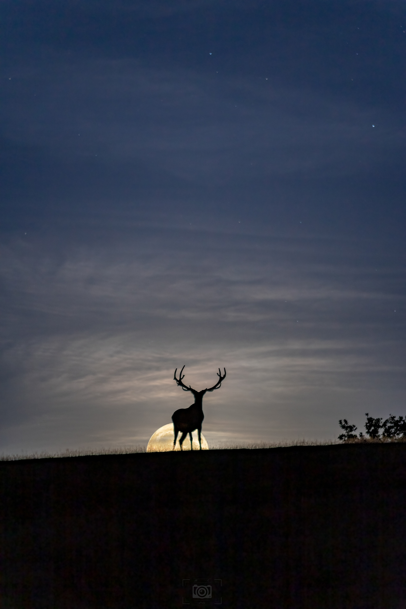 Deer Moon - 2022
