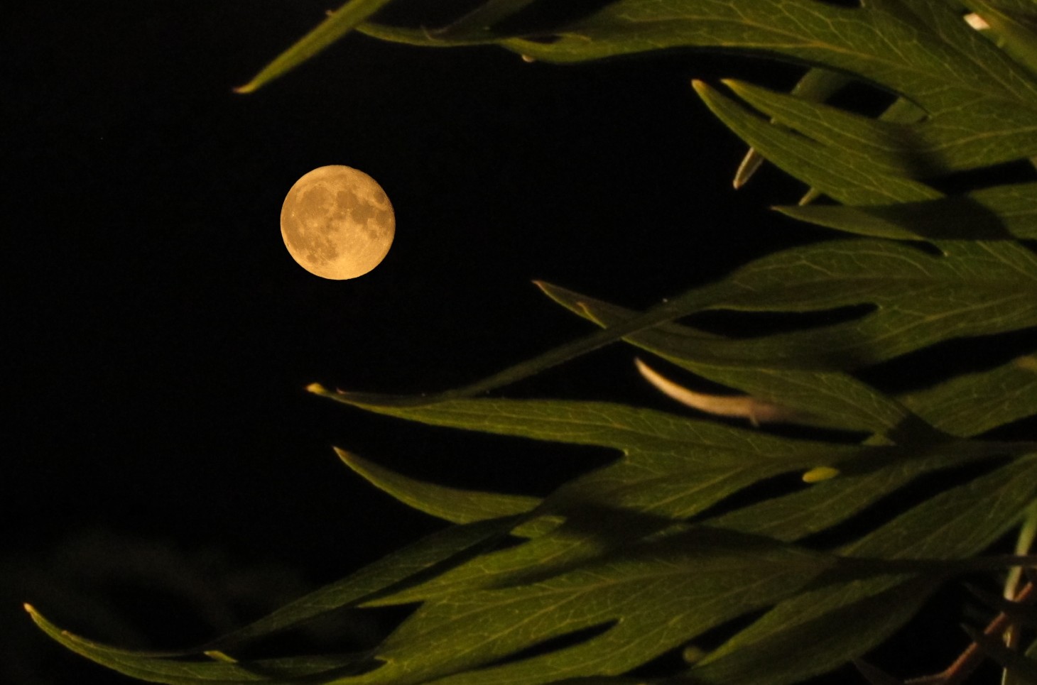 Luna e albero ?