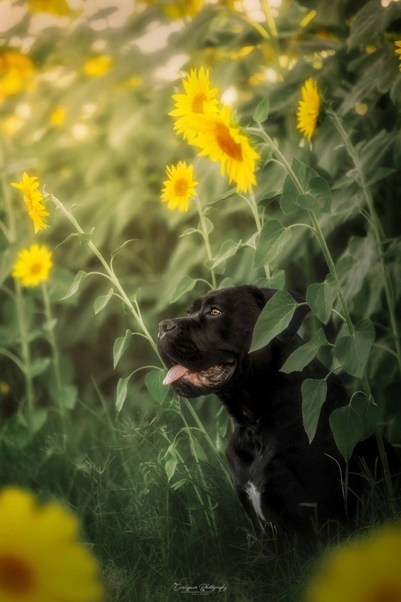 sunflowers and molossers!