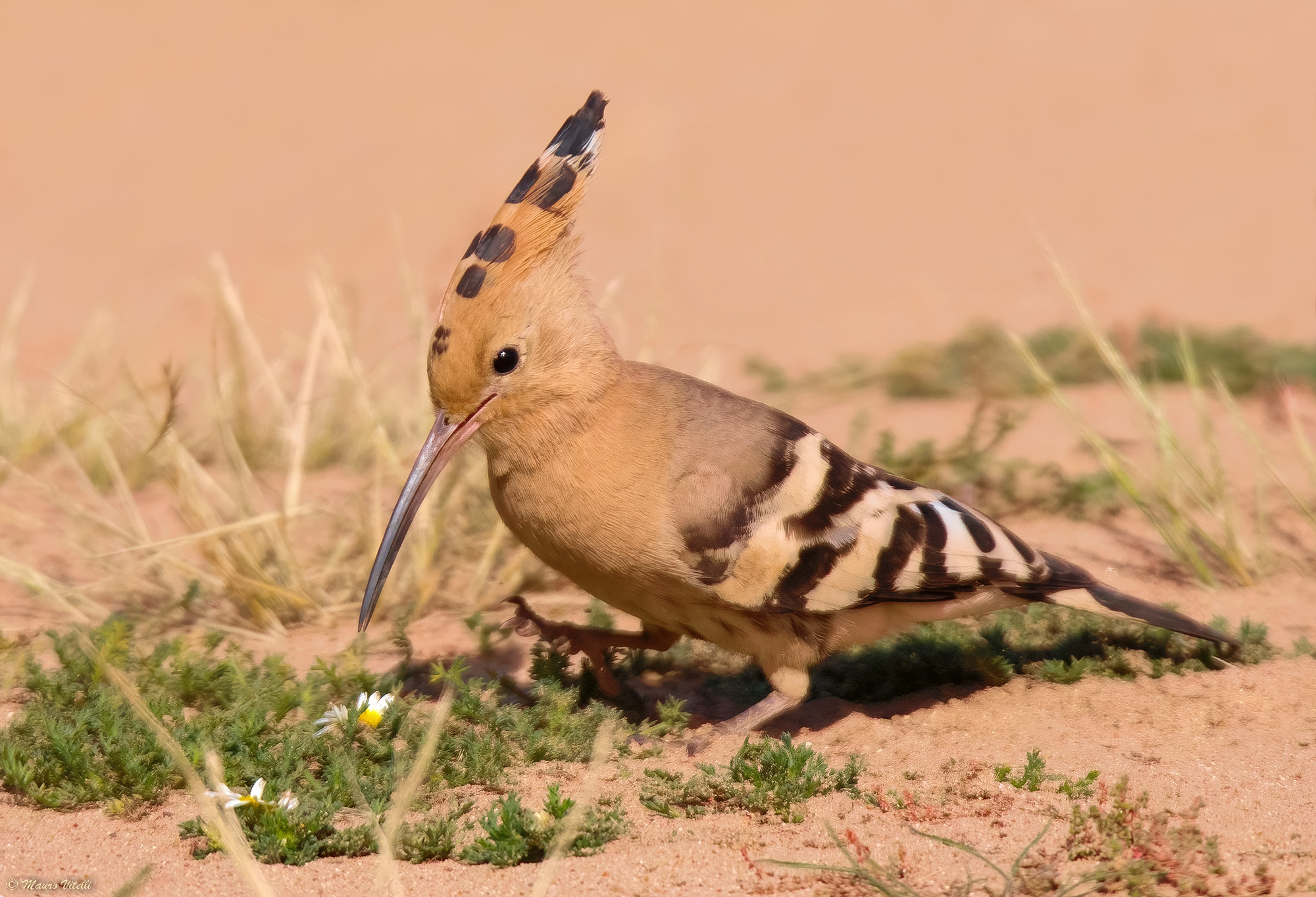Hoopoe (Hoopoe epops)