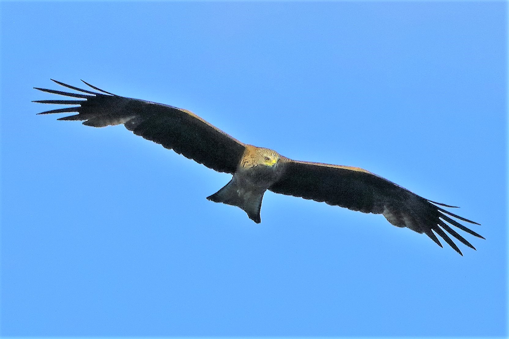 Nibbio bruno 06-06-2022