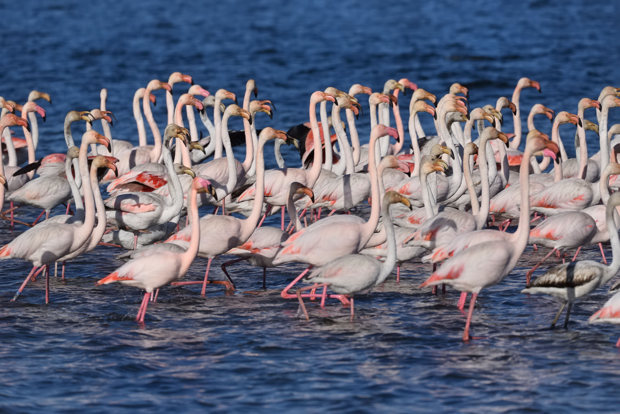 The courtship dance