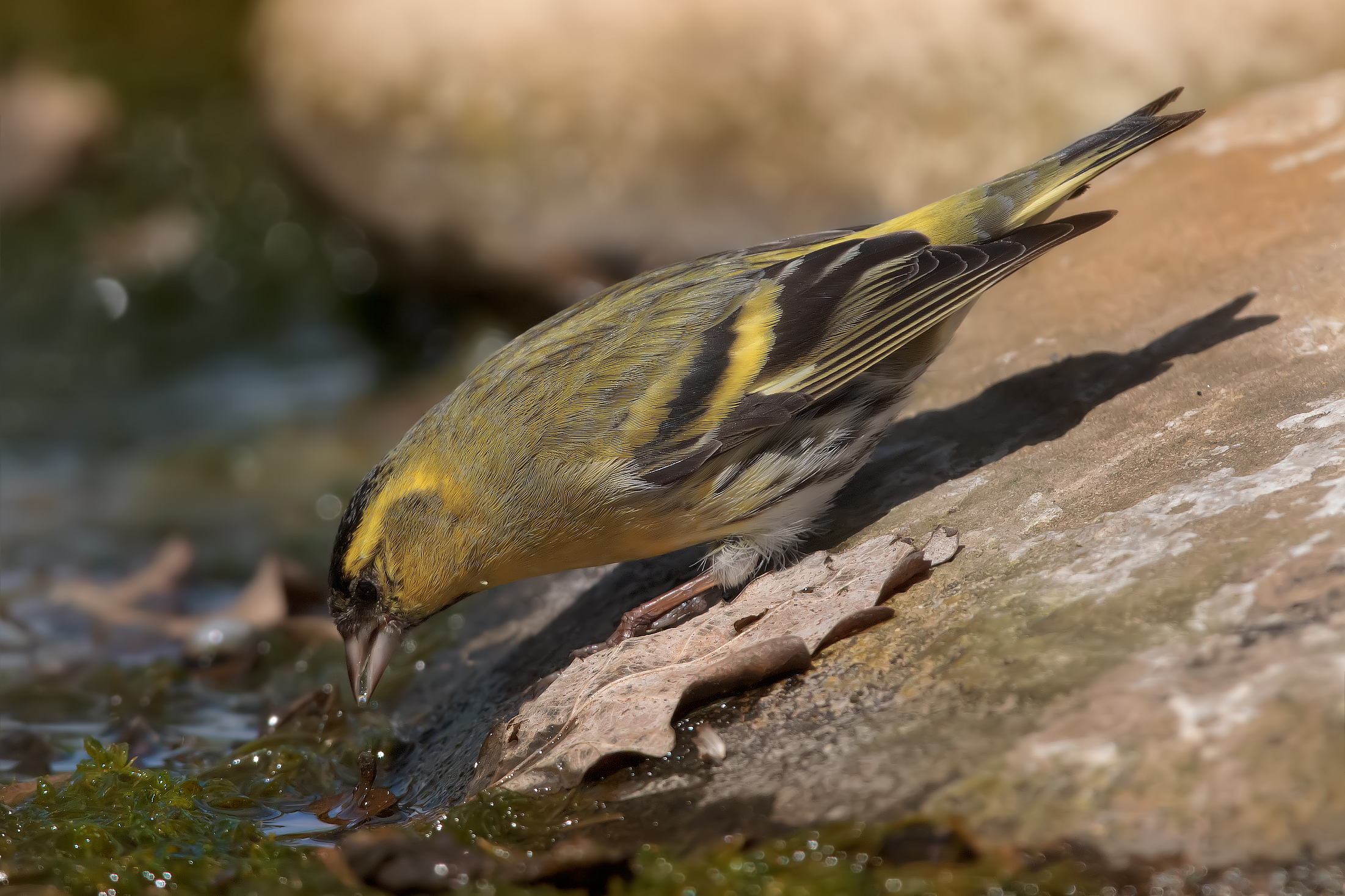 The thirst of the Siskin