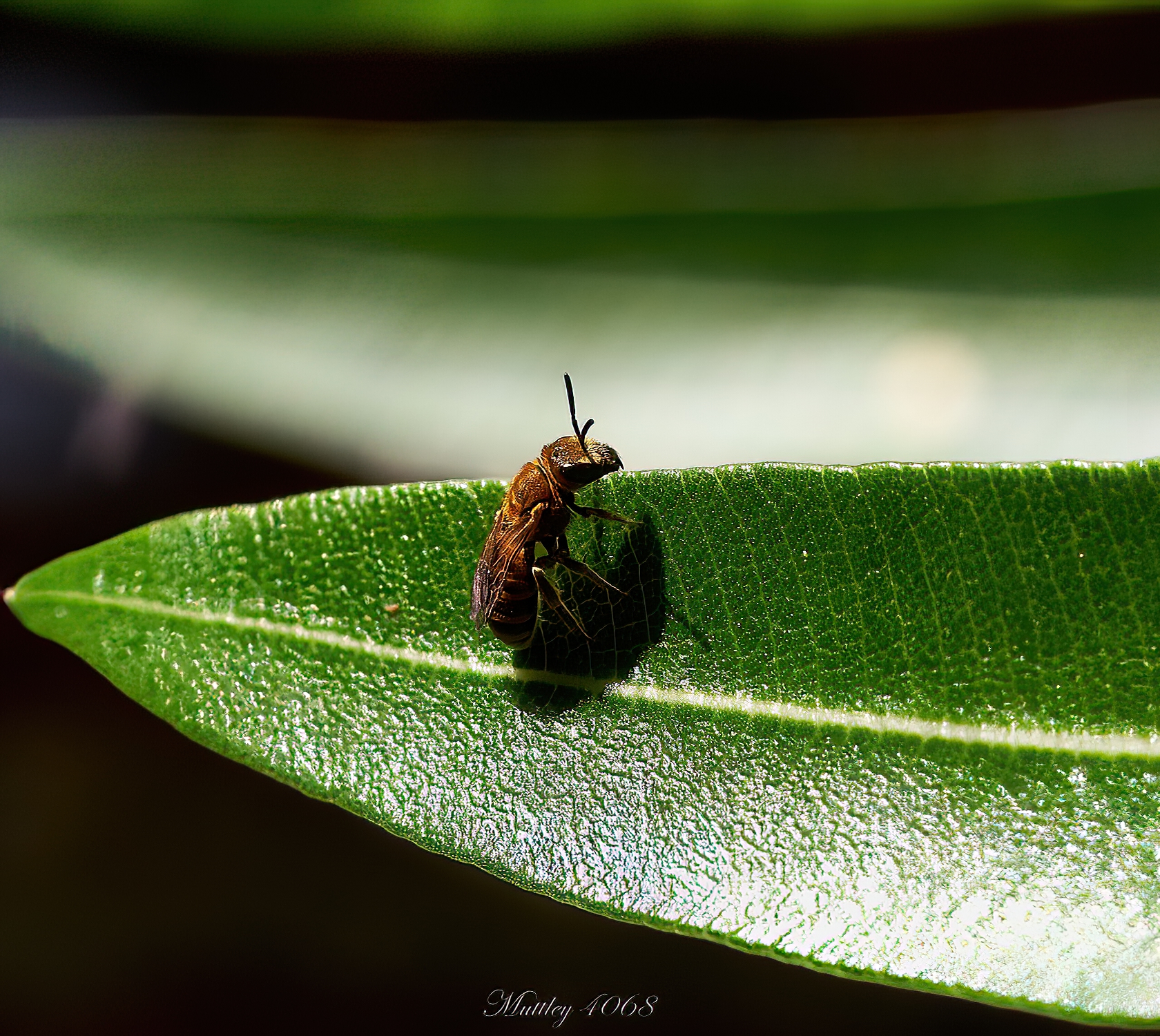 Vespa order Hymenoptera