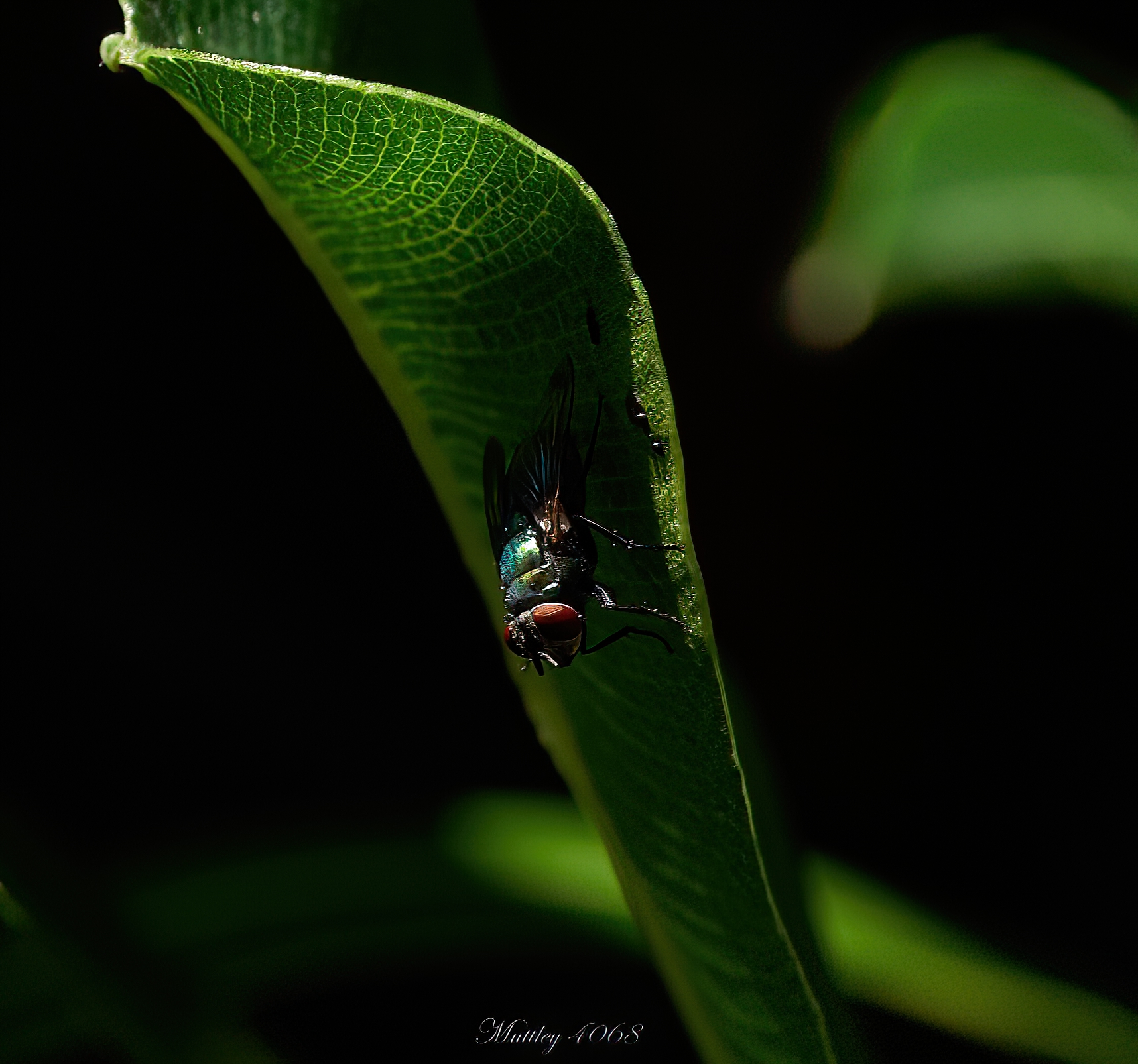 Lucilia Sericata order Calliphoridae
