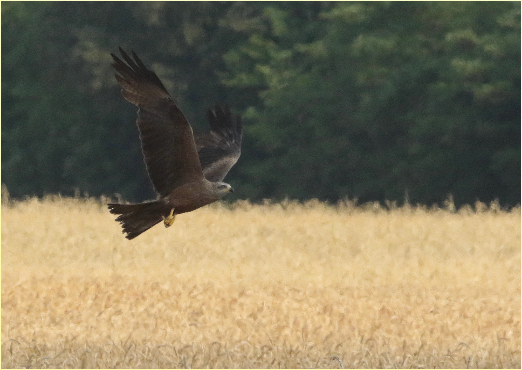 '' Kite hunting on grain ''
