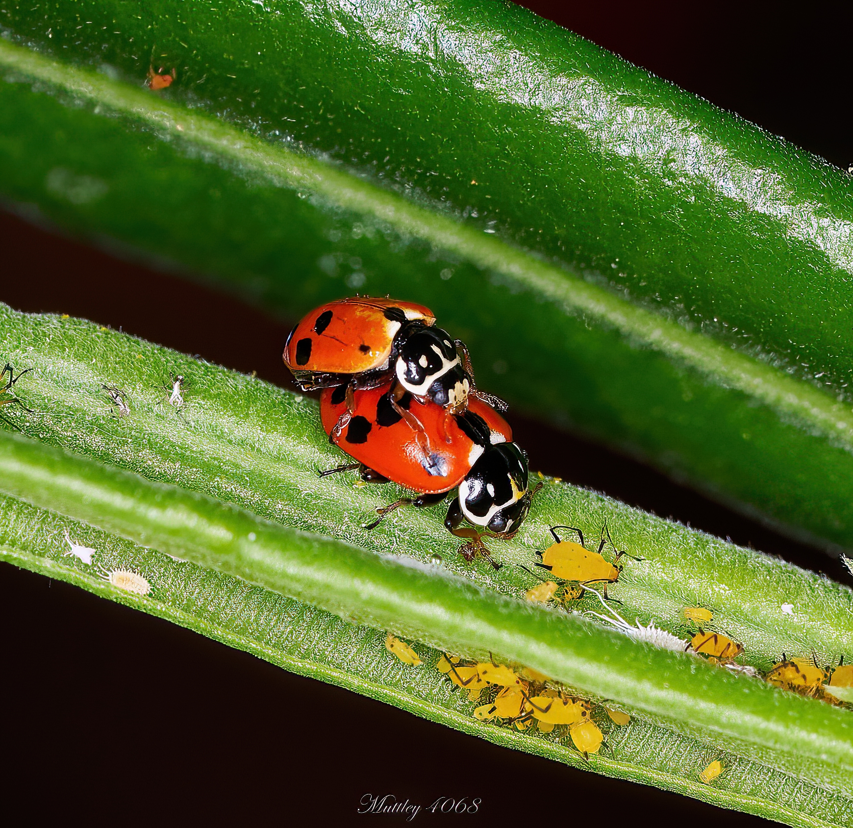 Hippedamia Variegata order Coccinellidi