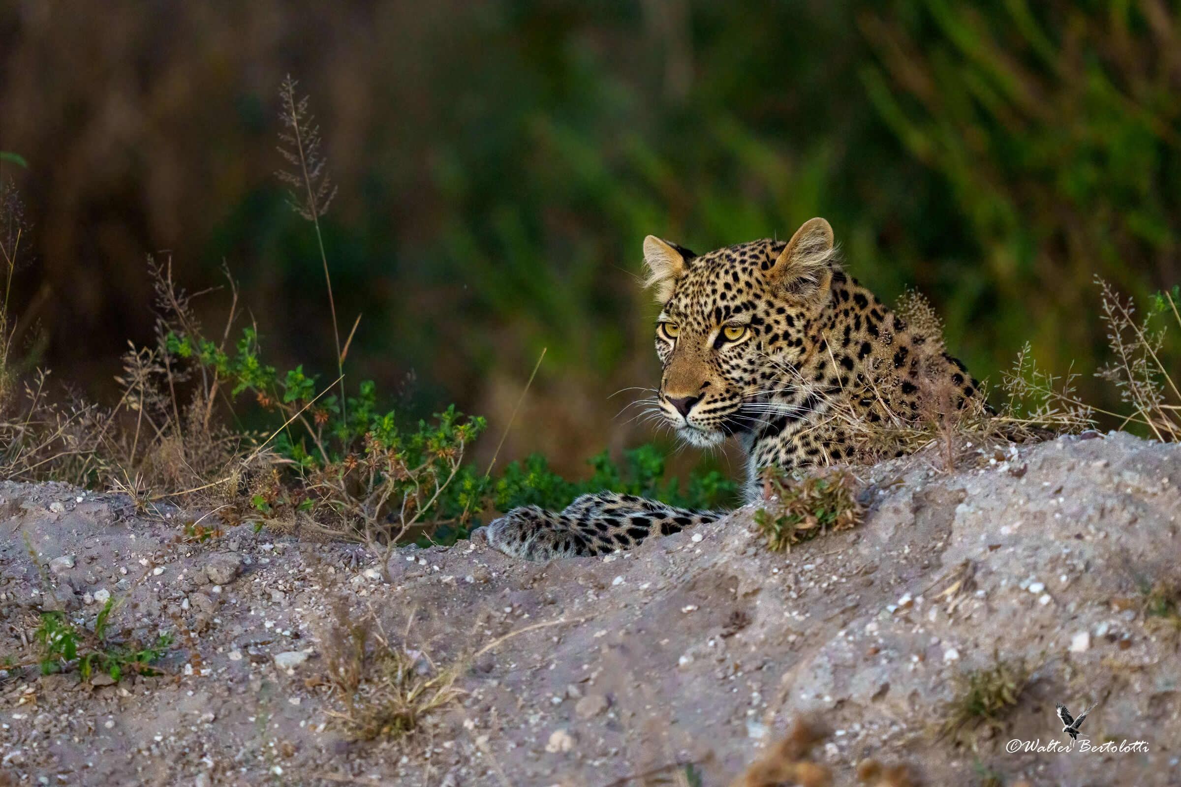 osserviamo questi tizzi