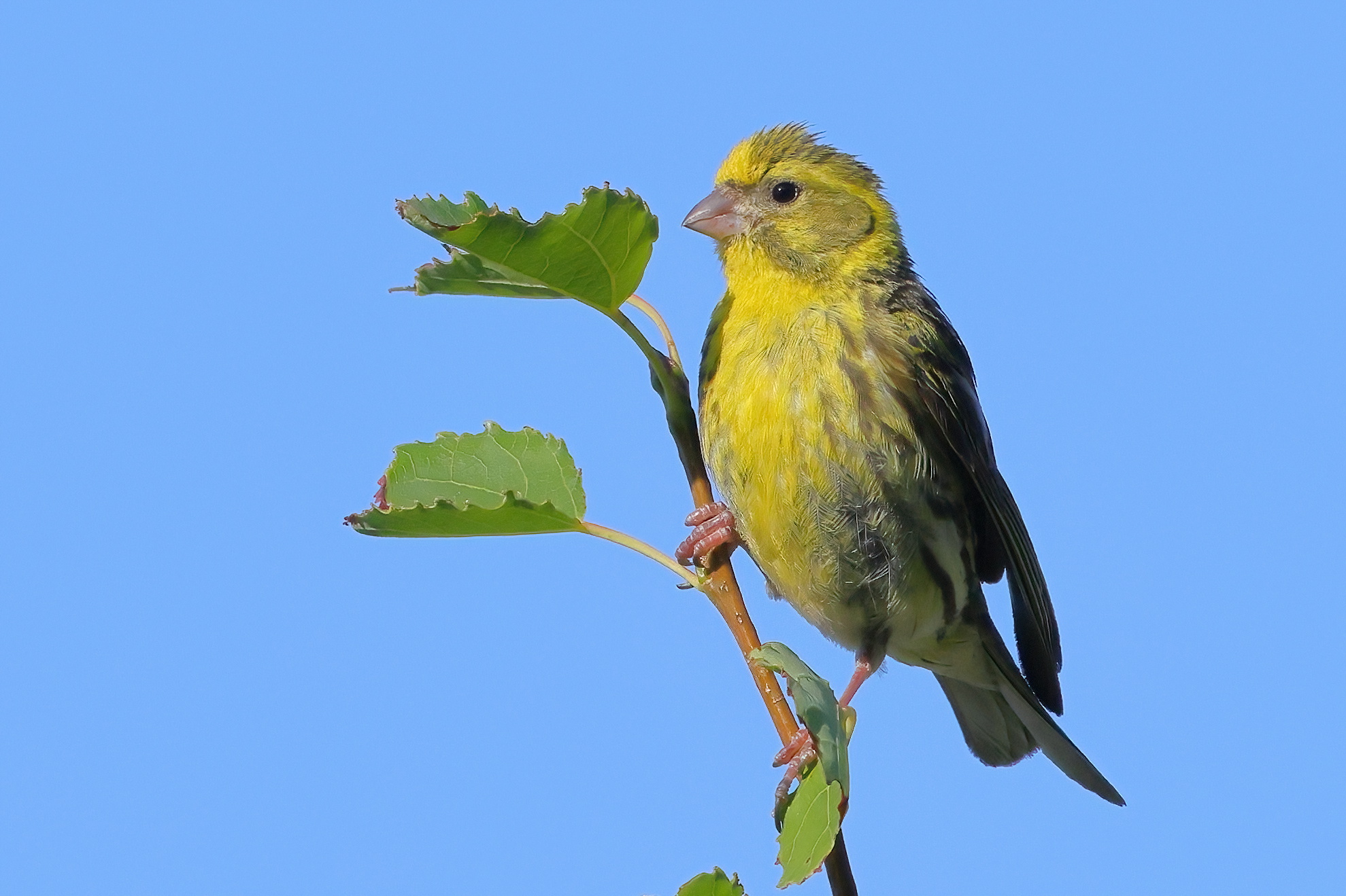 Verzellino on Etna birch