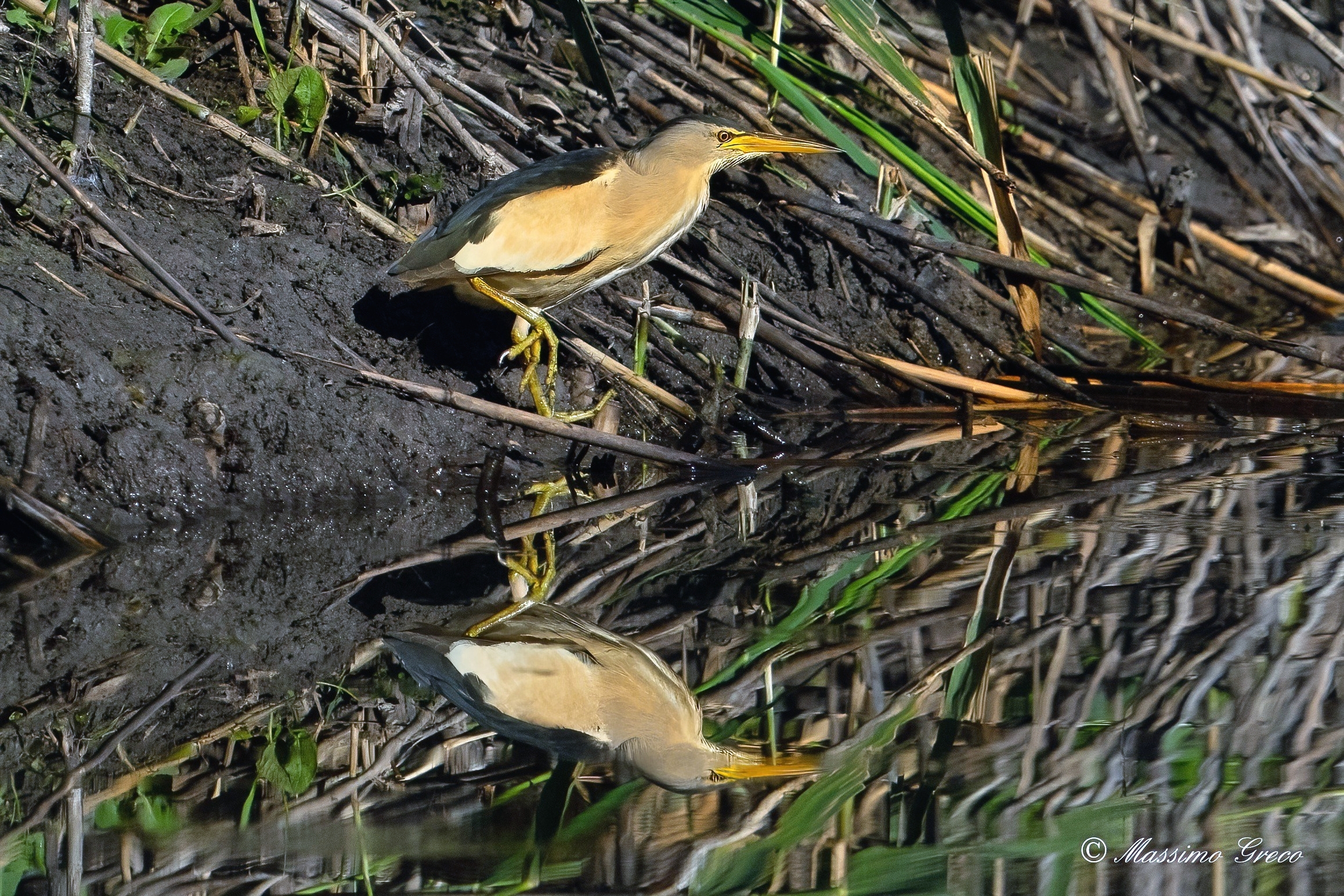 Tarabusiono allo specchio
