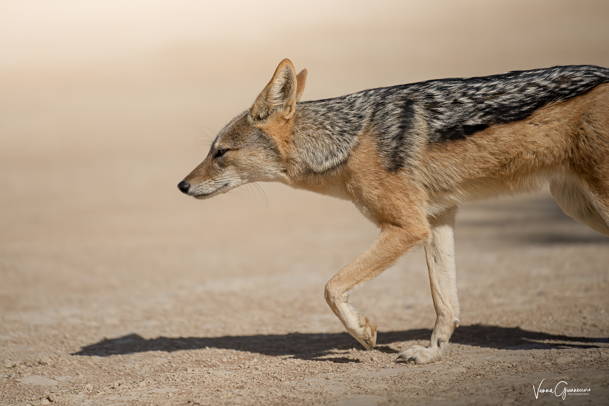 Nel deserto del Namib