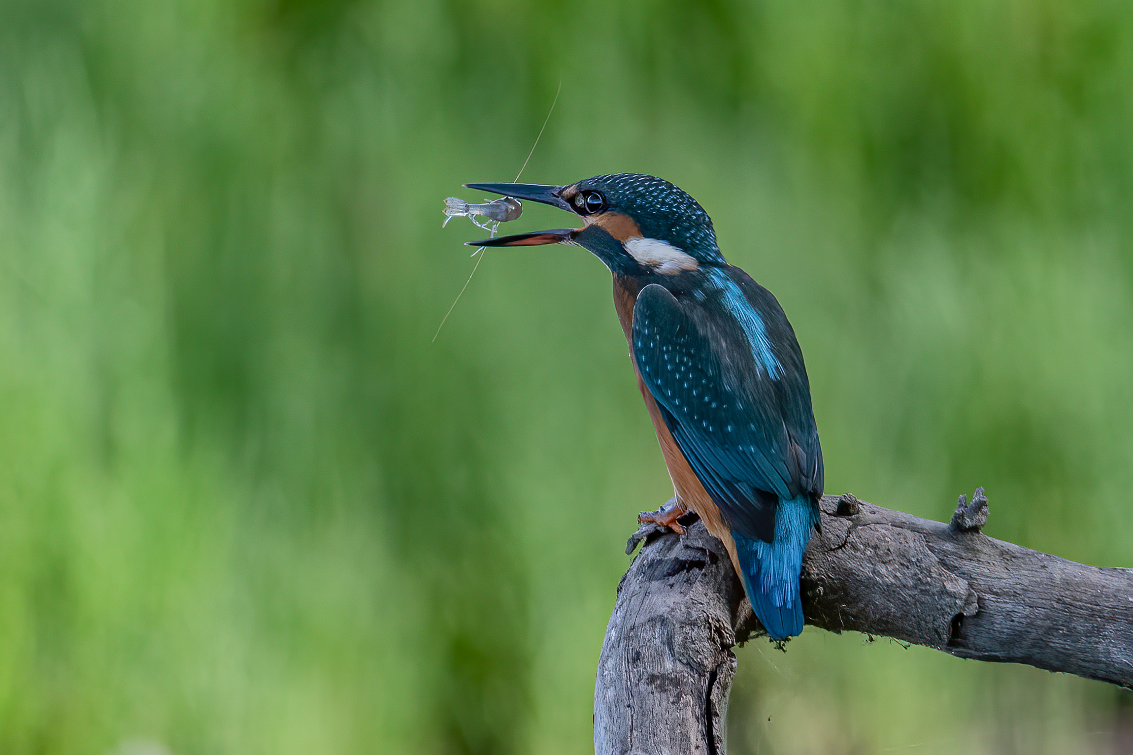 Martin pescatore(Alcedo atthis)