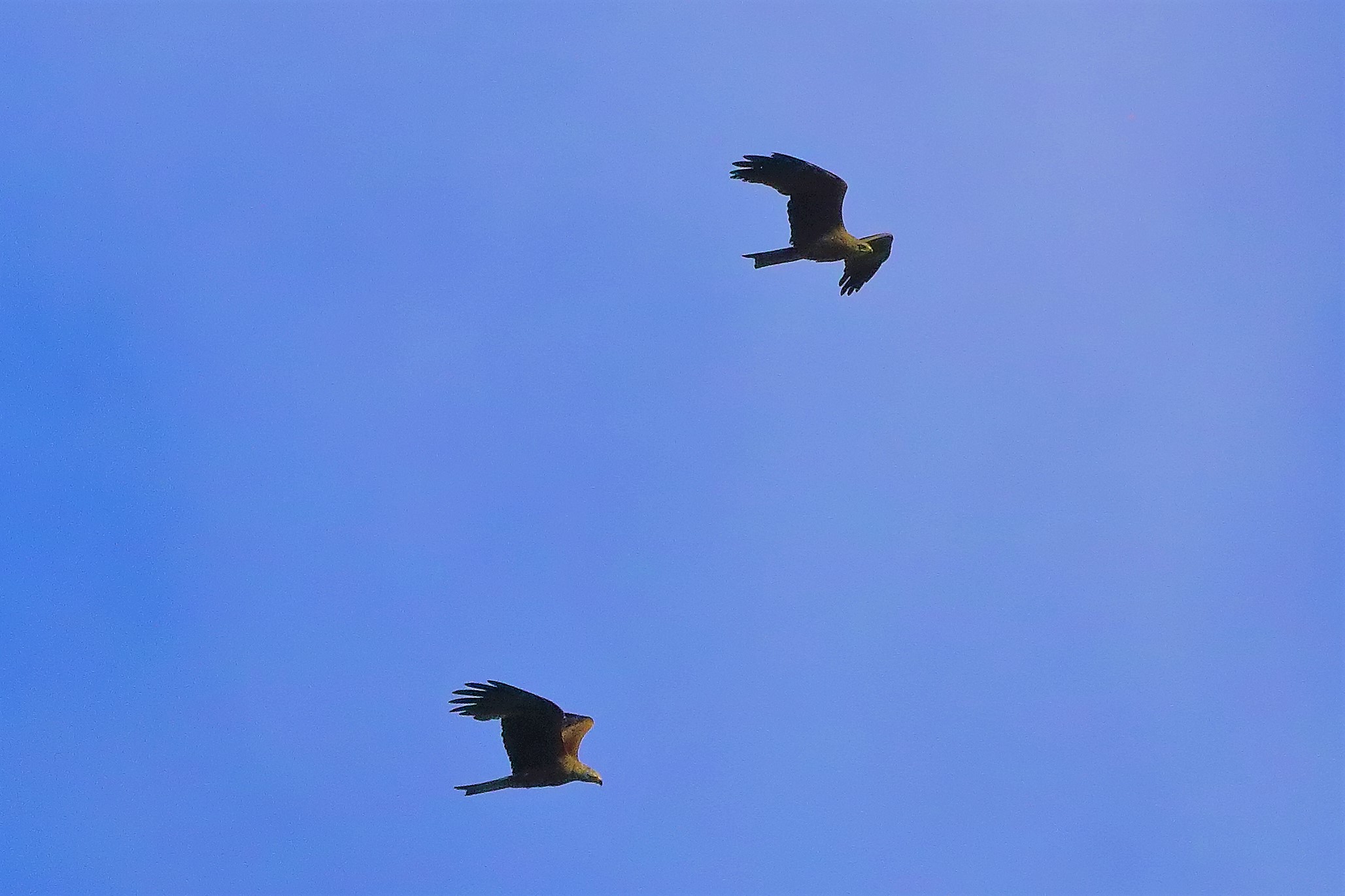 Nibbio bruno 07-06-2022