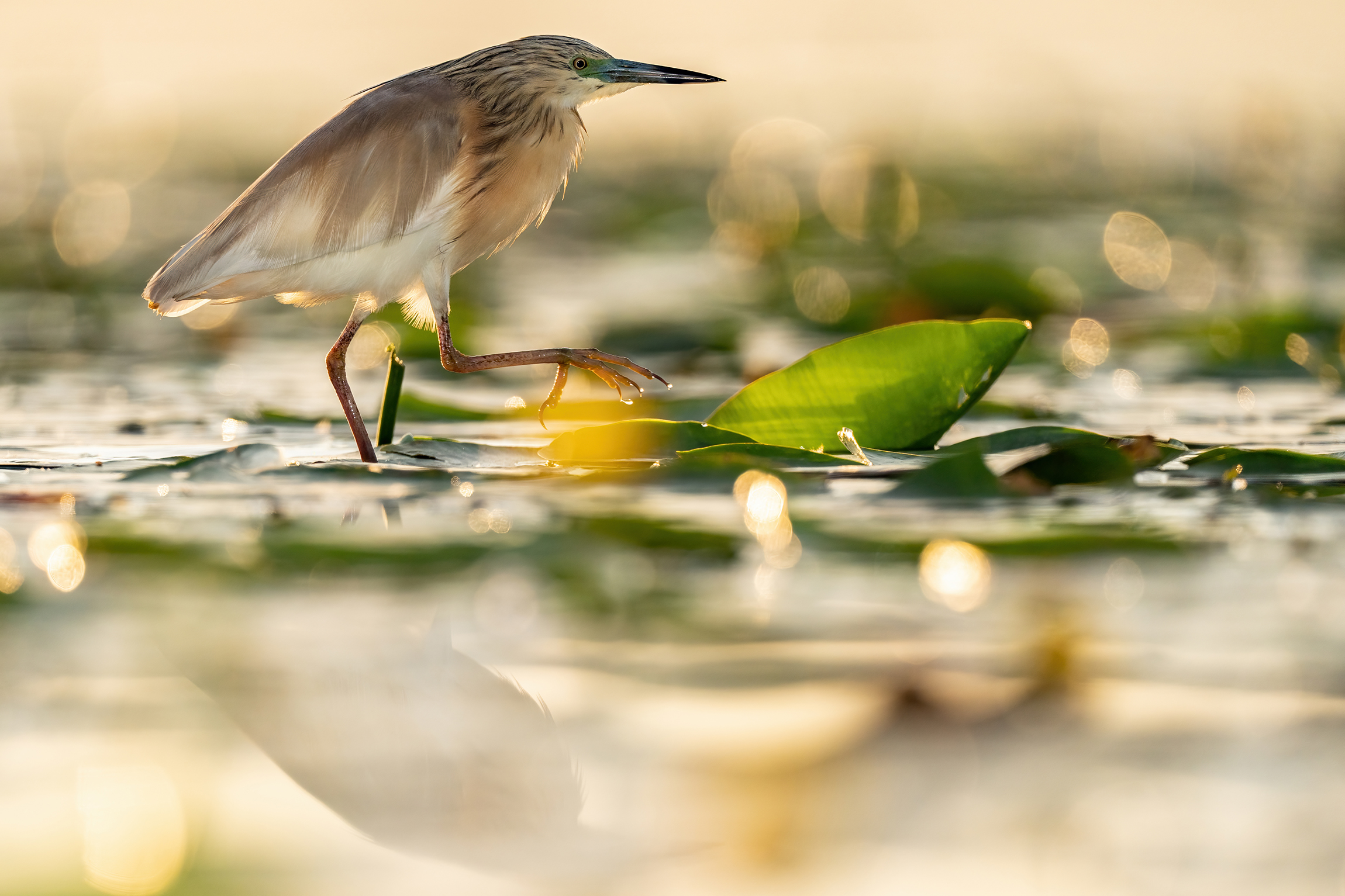 The gold of the morning