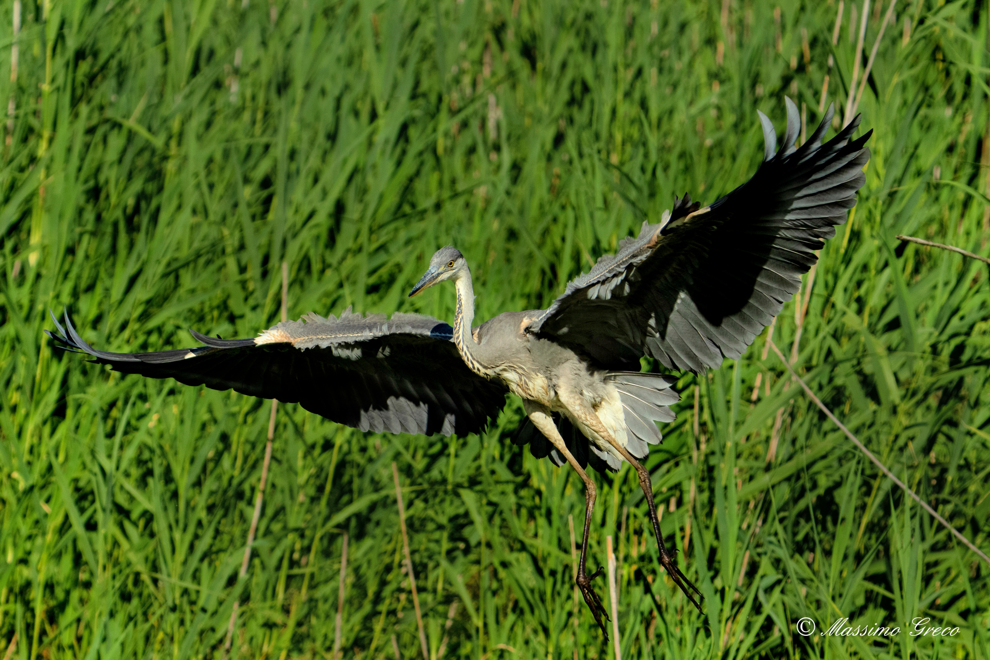 Atterraggio nel canneto - Airone cenerino