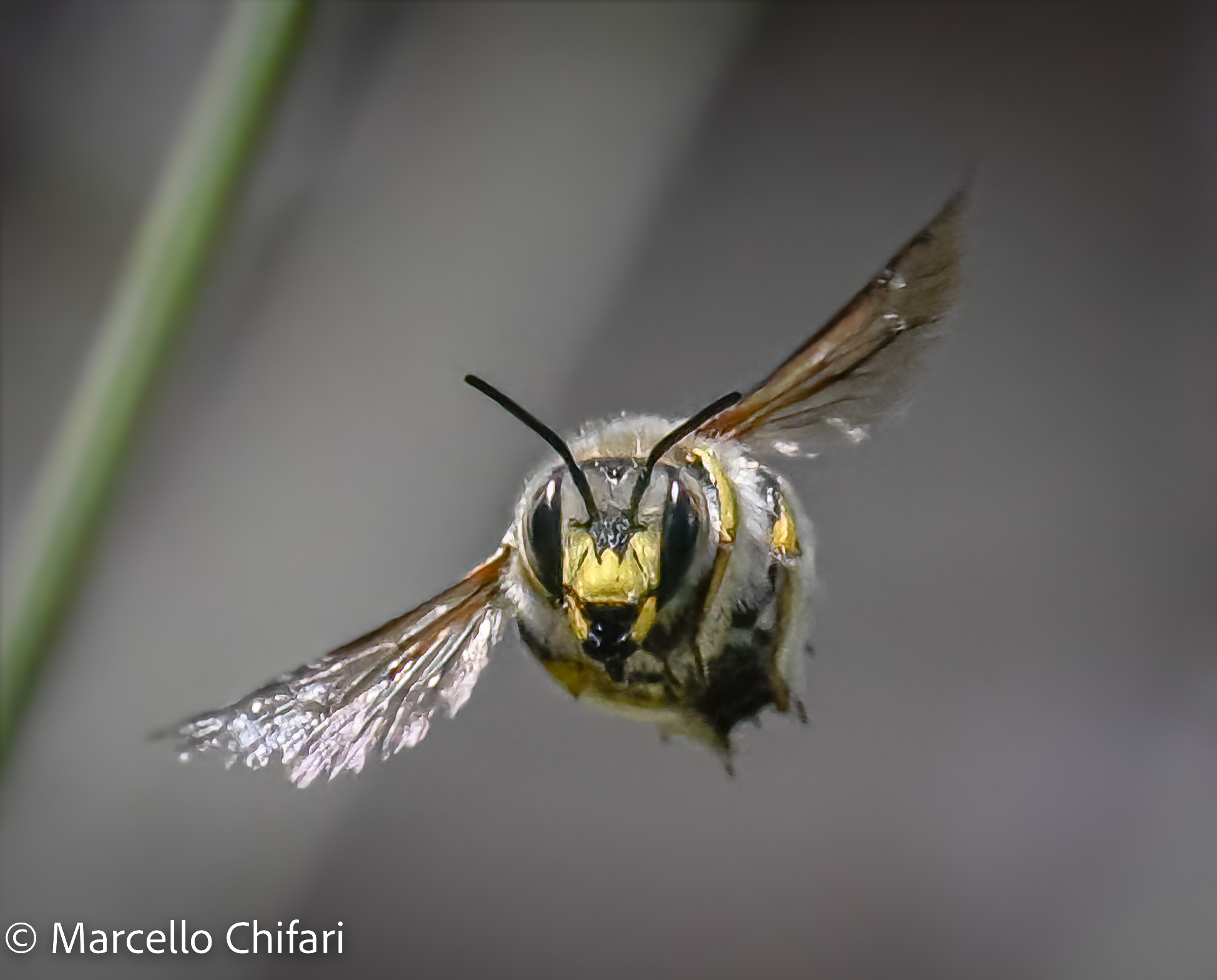 Anthidium punctatum (macro in volo)
