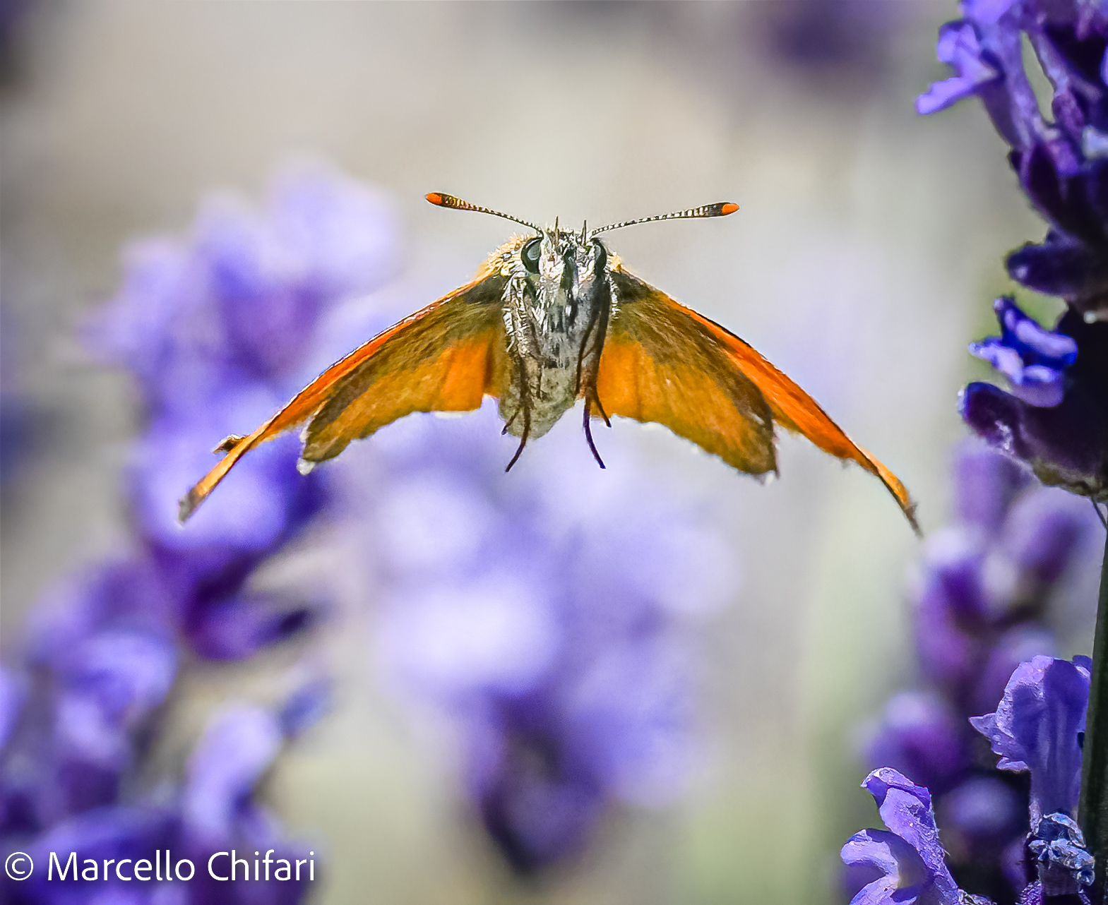 Thymelicus silvestris in volo