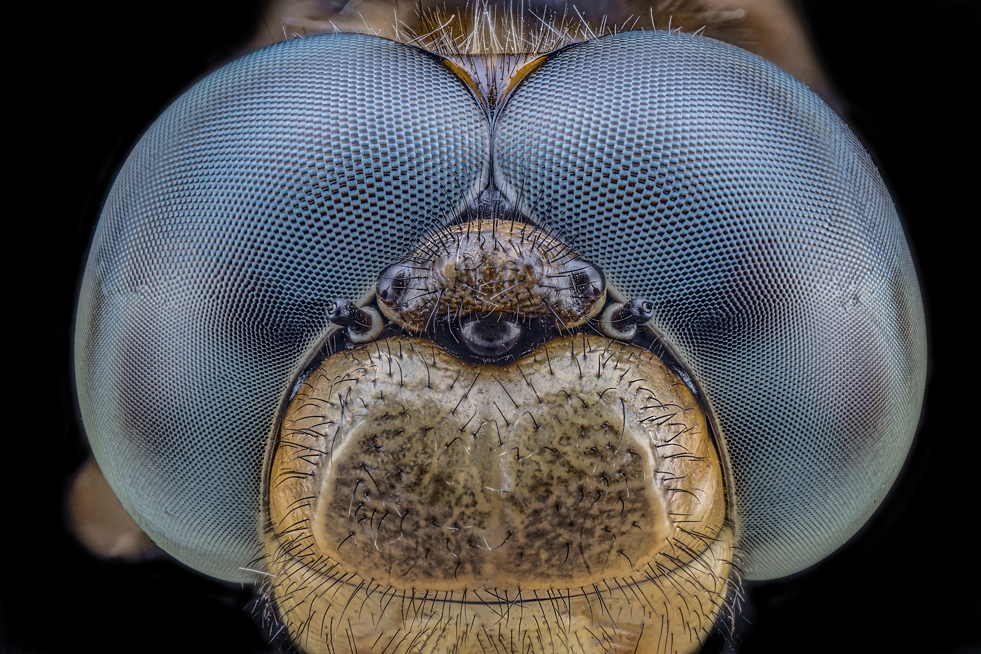 Orthetrum coerulescens