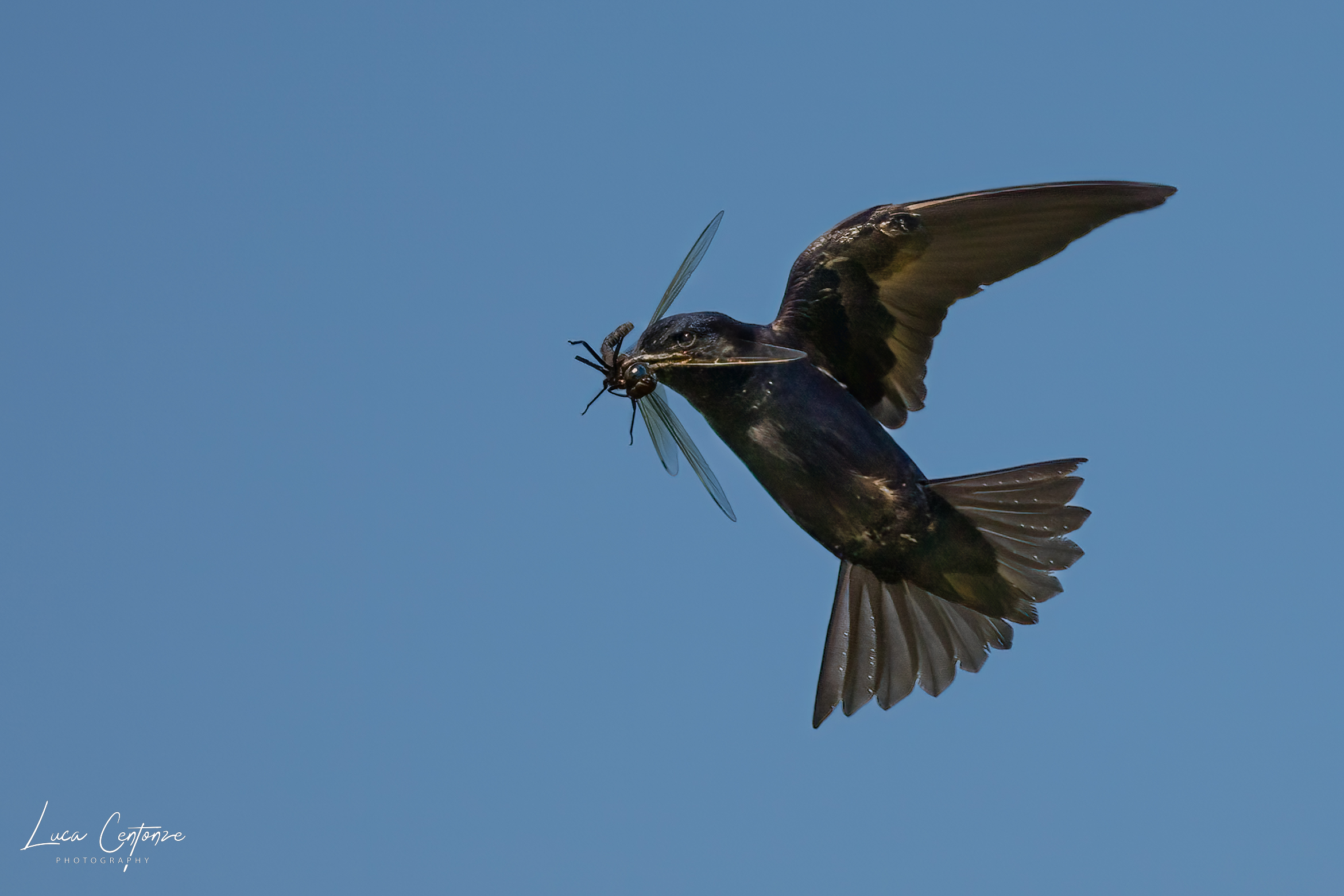 Purple Martin (Progne subis)