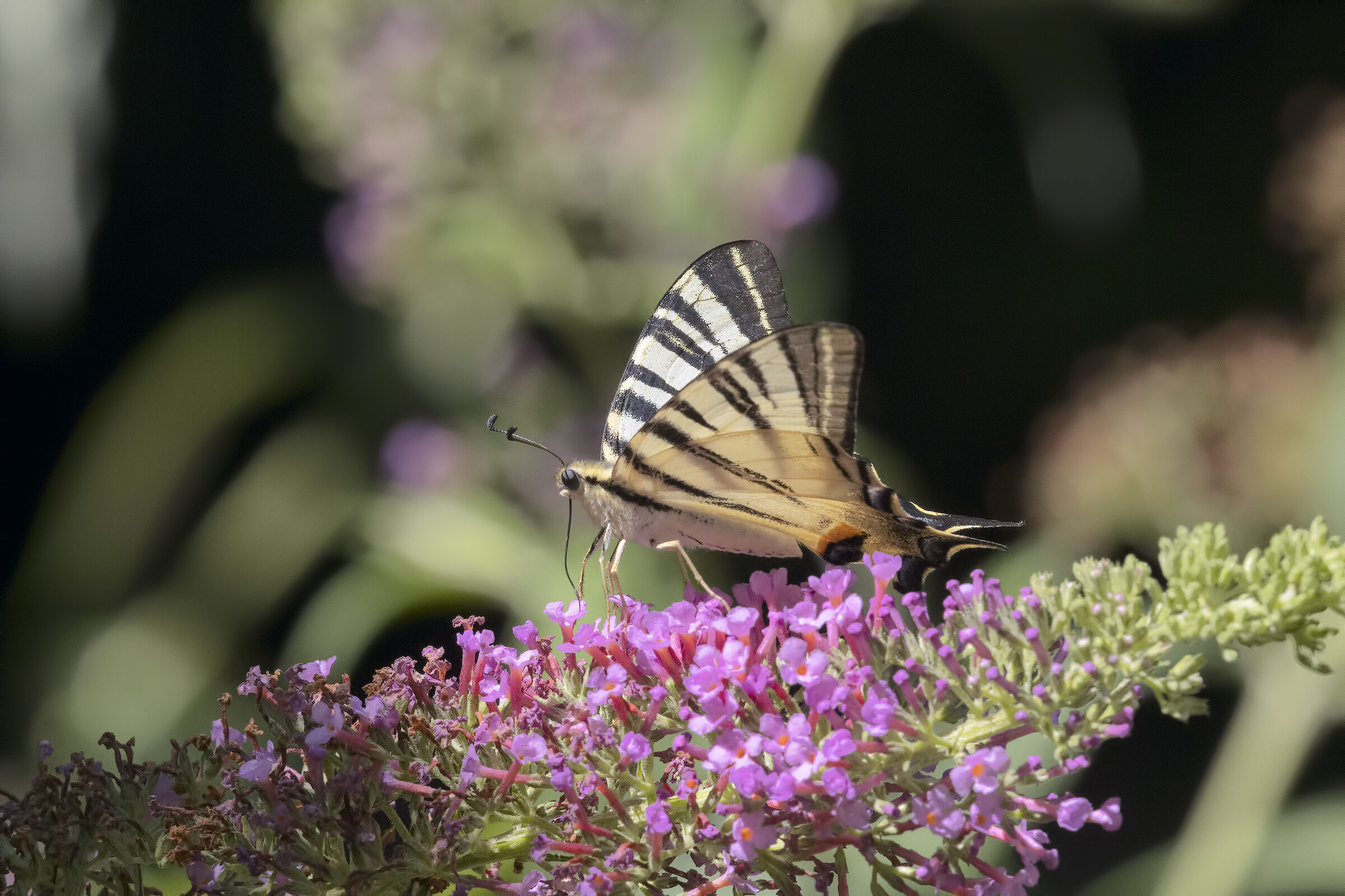 Scarce swallowtail
